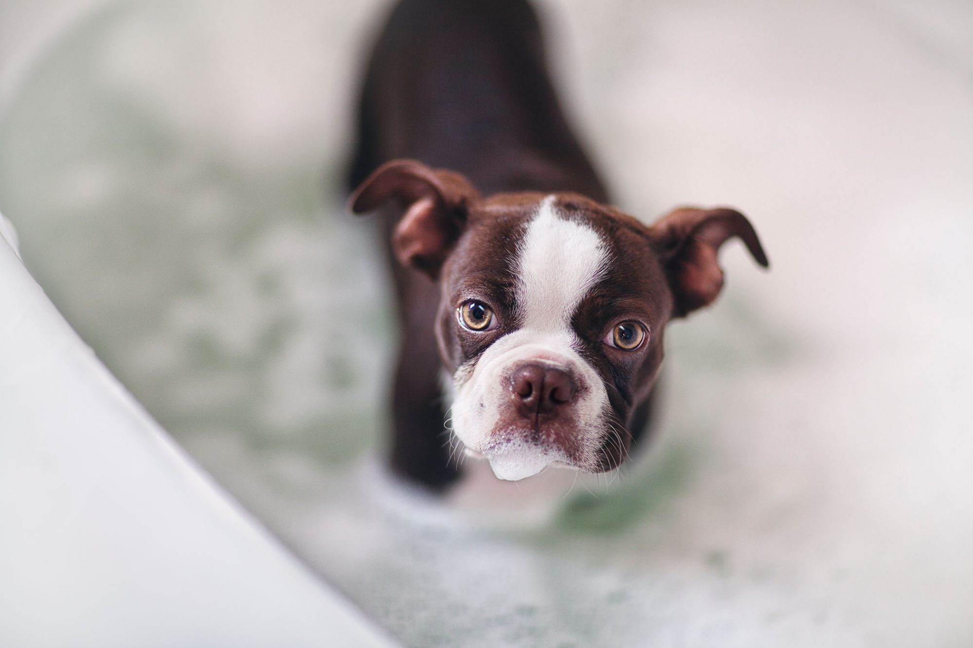 ボストン・テリア-Boston-Terrier