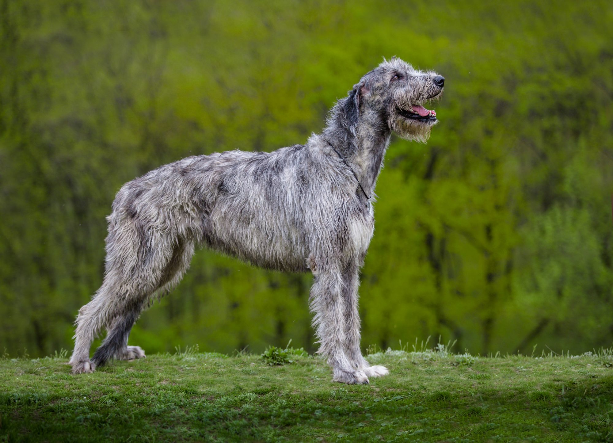 アイリッシュ・ウルフハウンド-Irish-Wolfhound