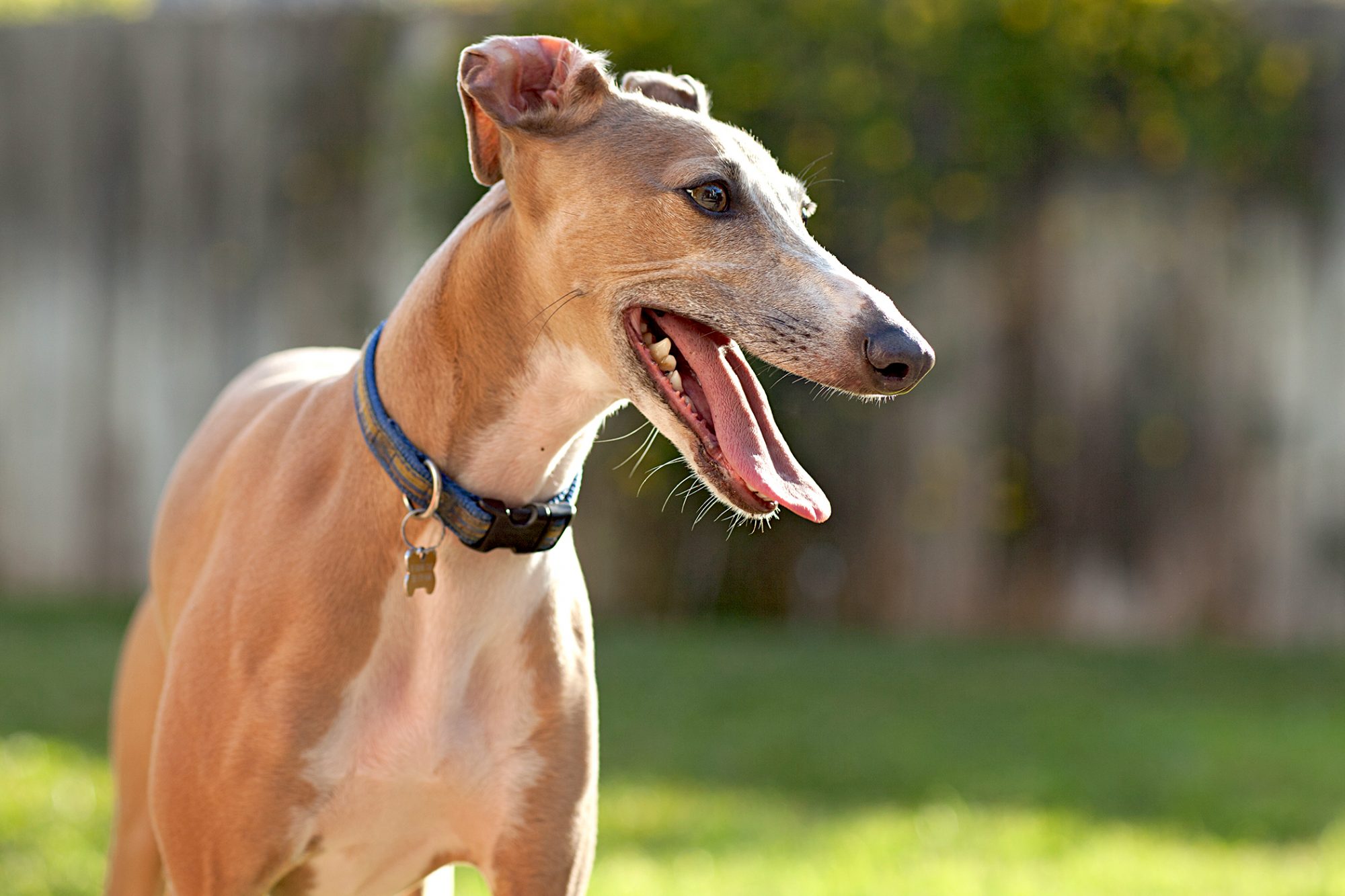 イタリアン・グレーハウンド-Italian-Greyhound