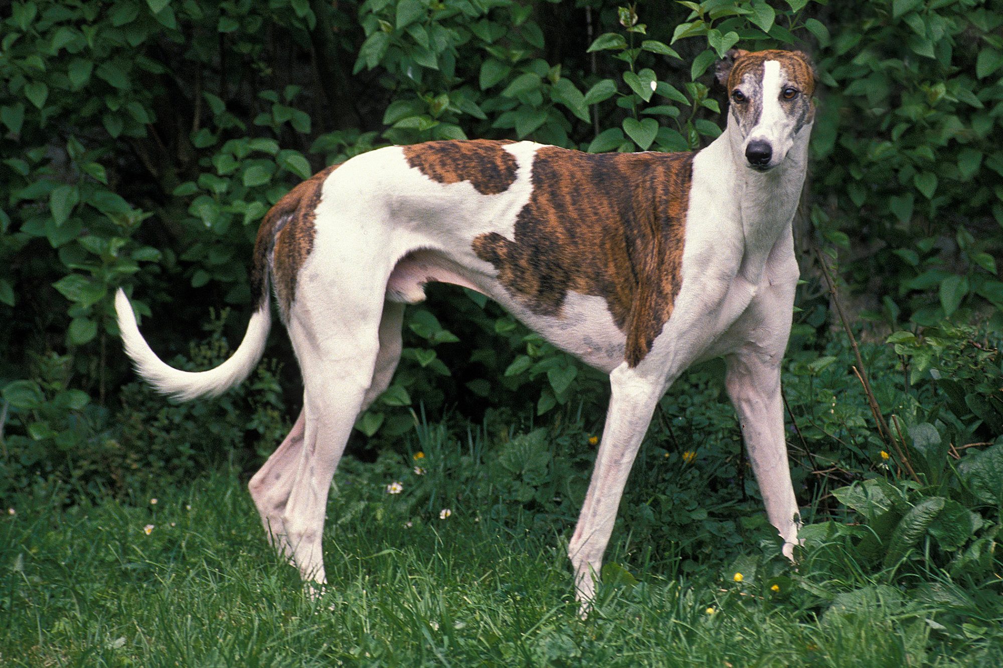グレーハウンド-Greyhound