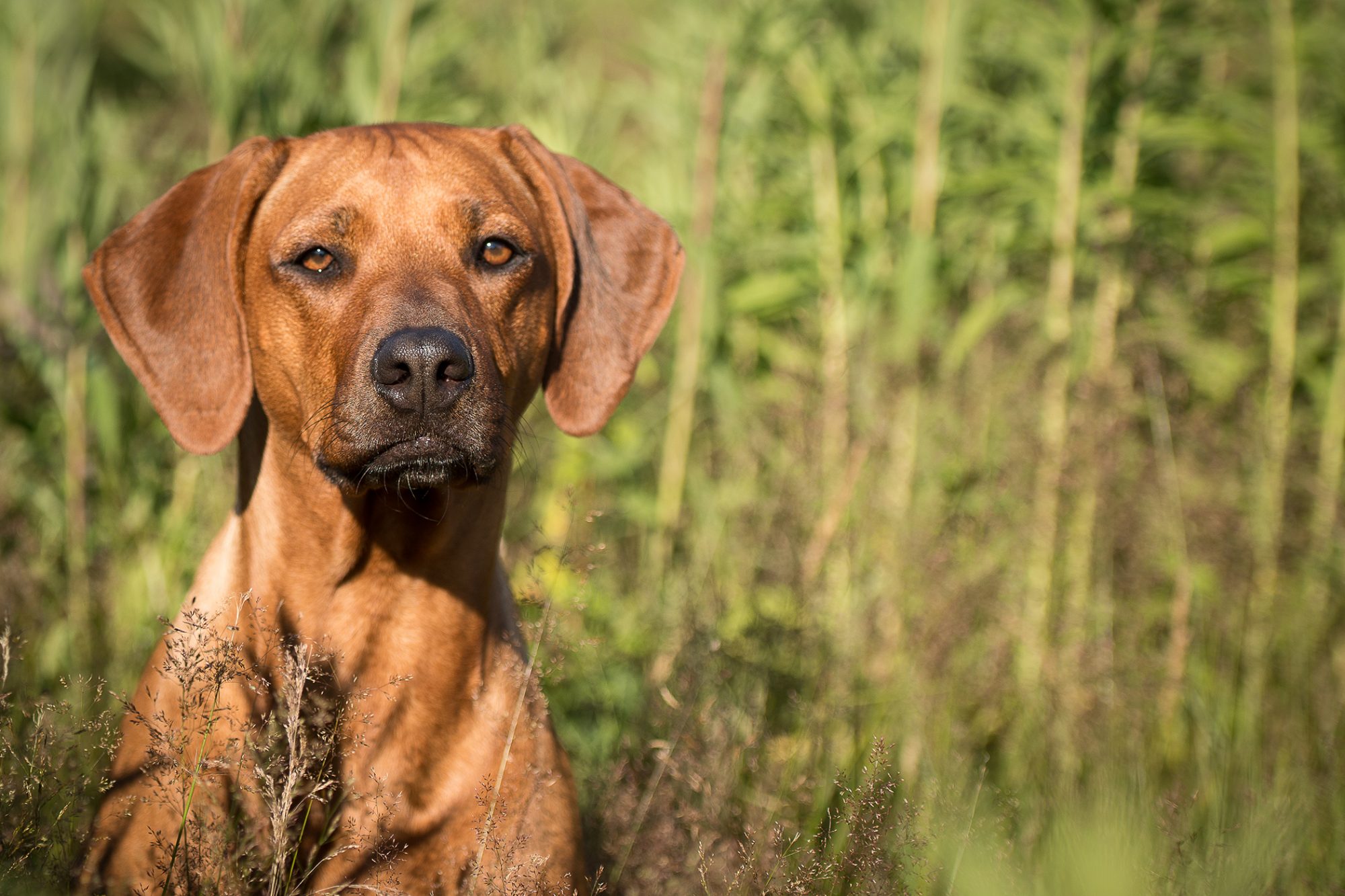 ローデシアン・リッジバック - Rhodesian-Ridgeback
