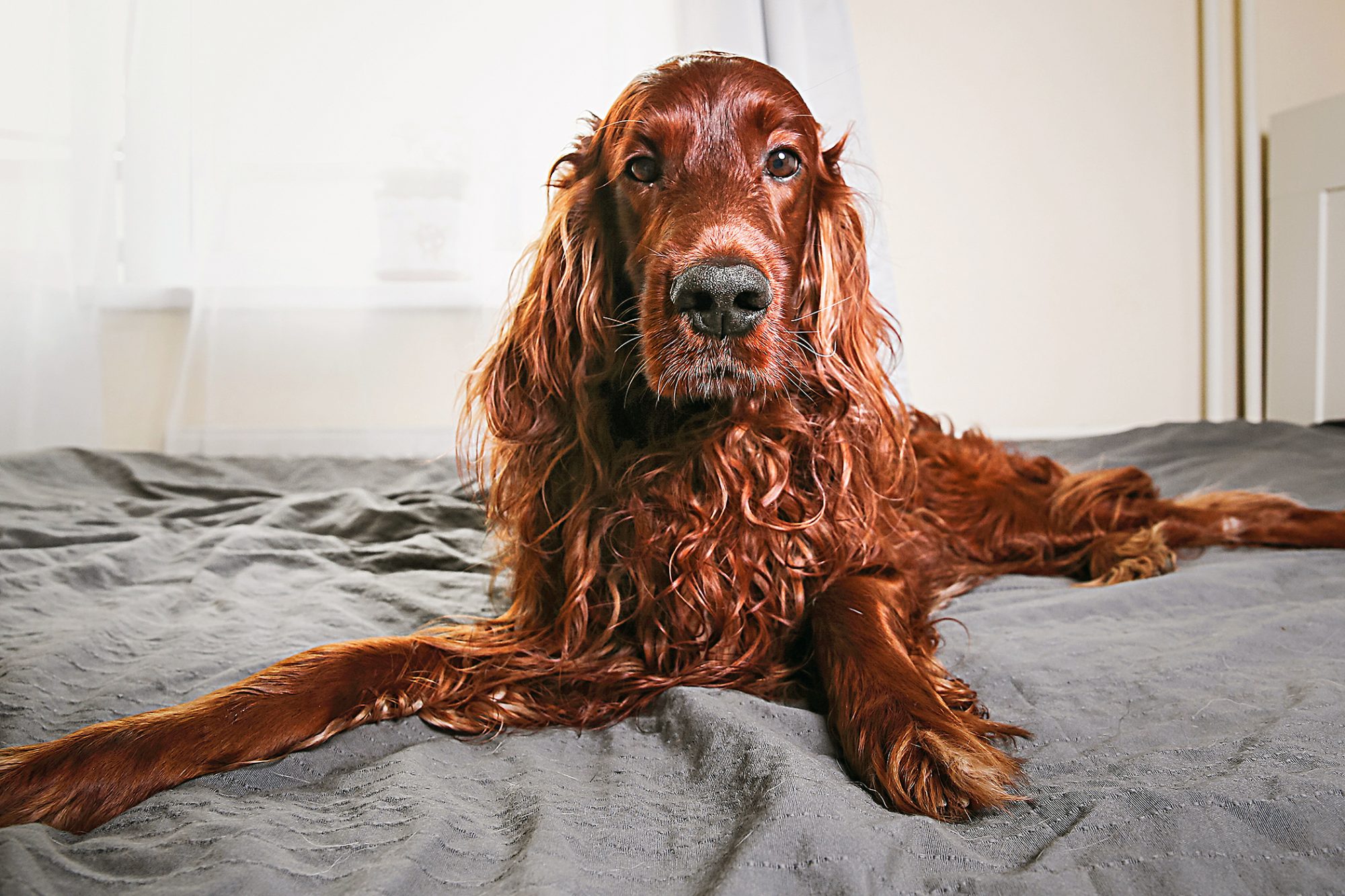 アイリッシュ・セター - Irish-Setter