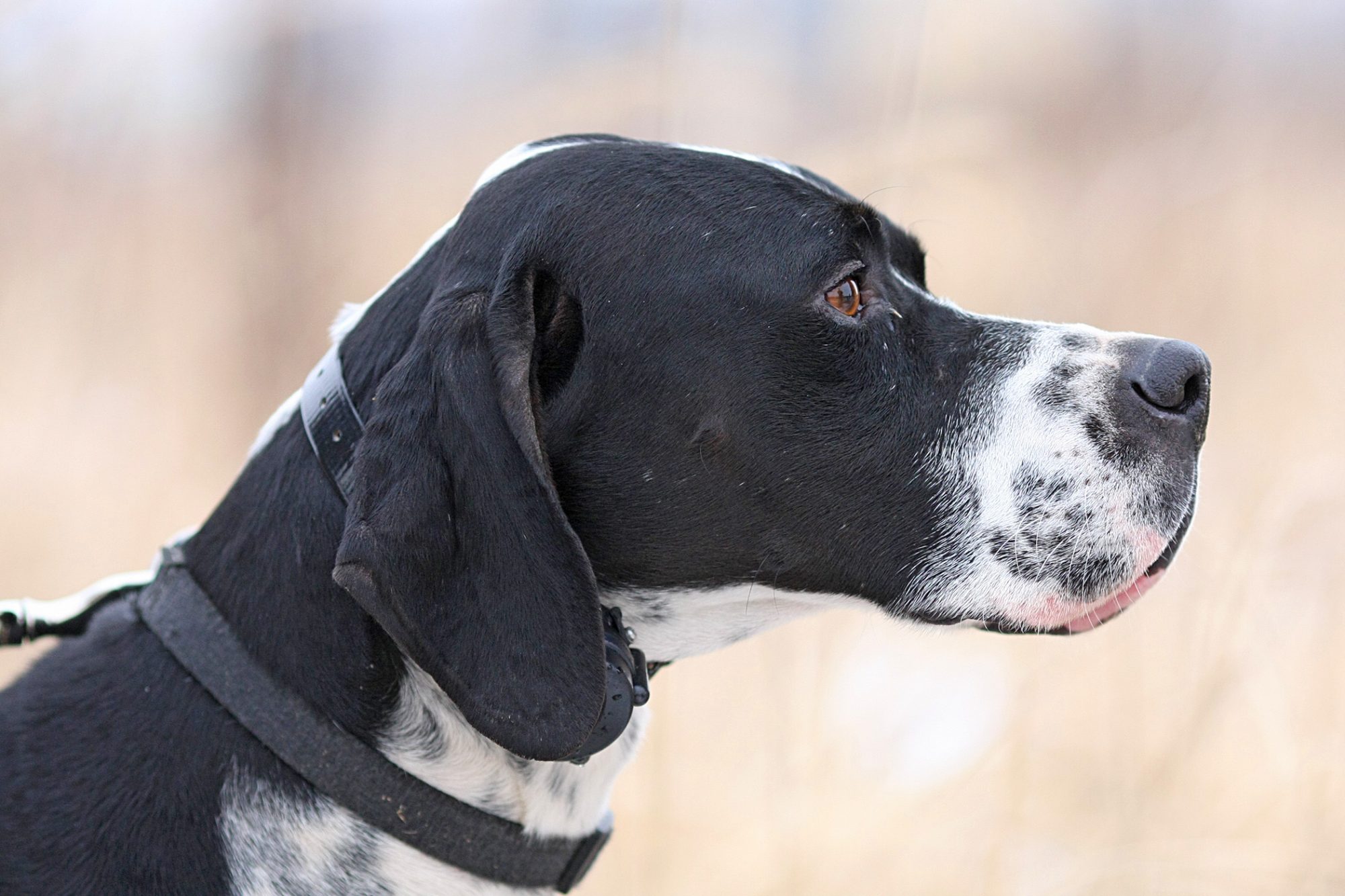 イングリッシュ・ポインター - English-Pointer