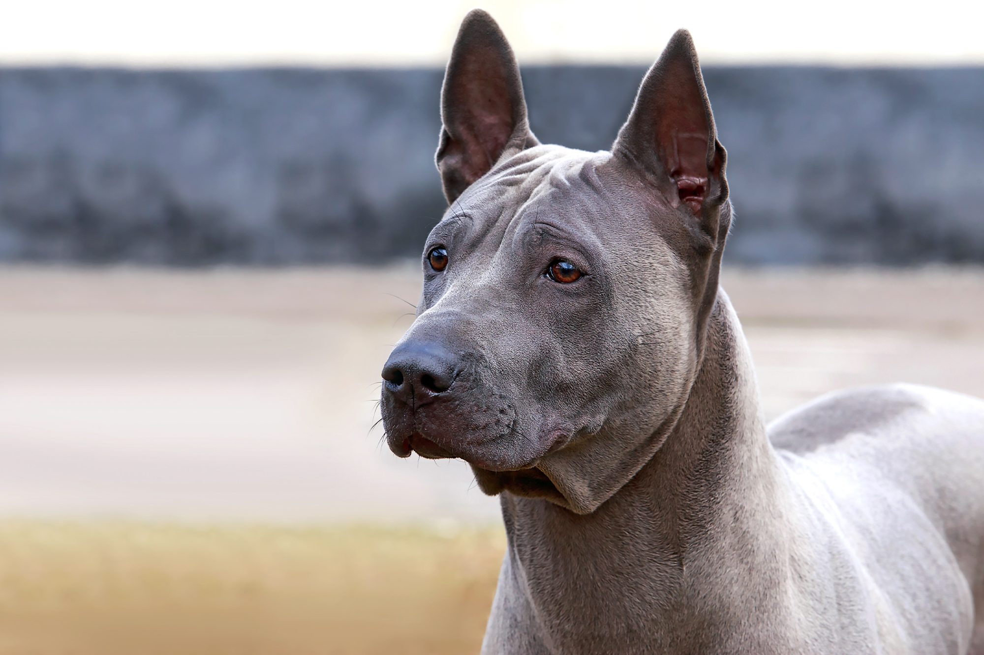 タイ・リッジバック・ドッグ - Thai-ridgeback-Dog