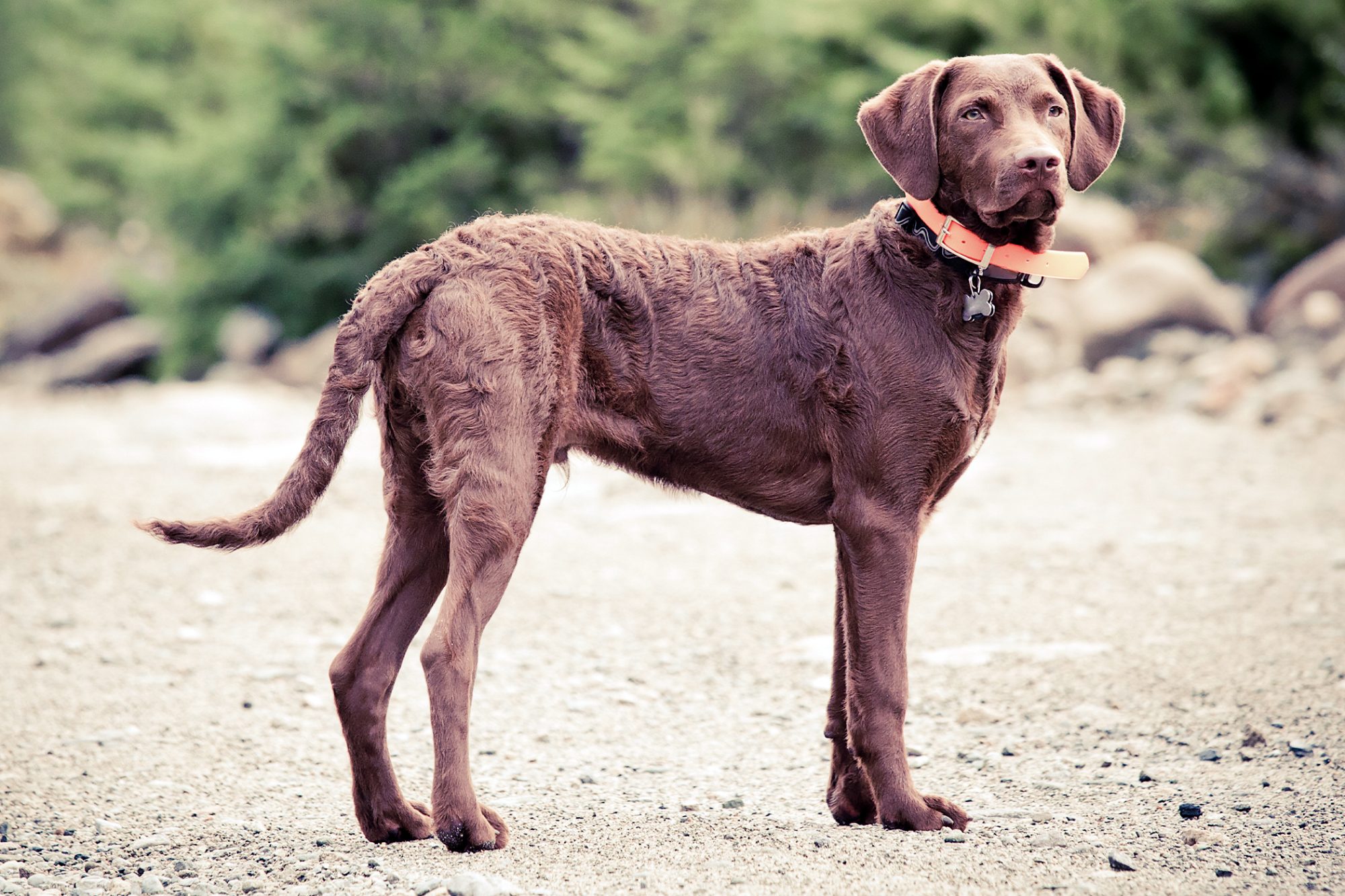 チェサピーク・ベイ・レトリーバー-Chesapeake-Bay-Retriever