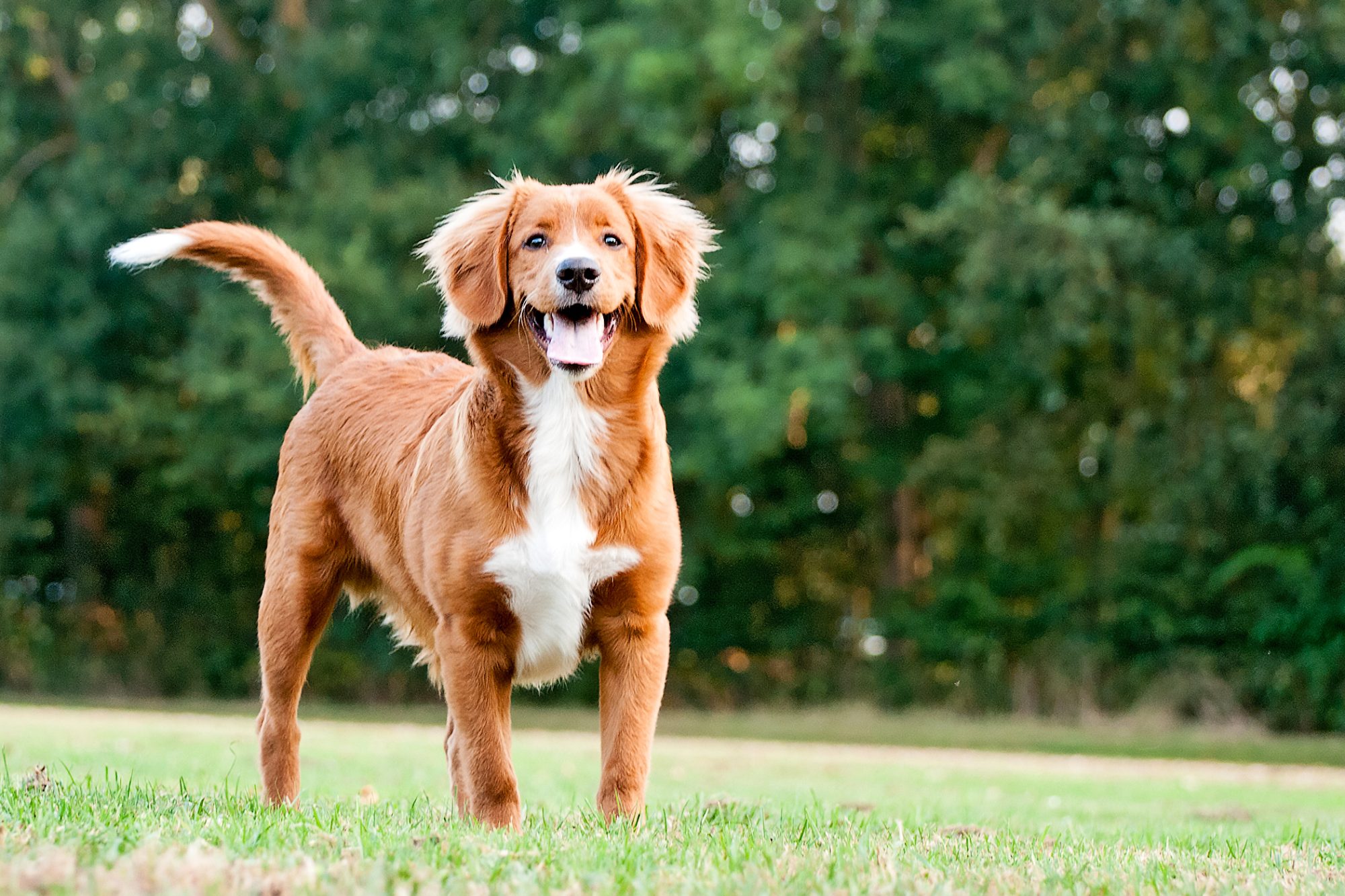 ノヴァ・スコシア・ダック・トーリング・レトリーバー-Nova-Scotia-Duck-Tolling-Retriever