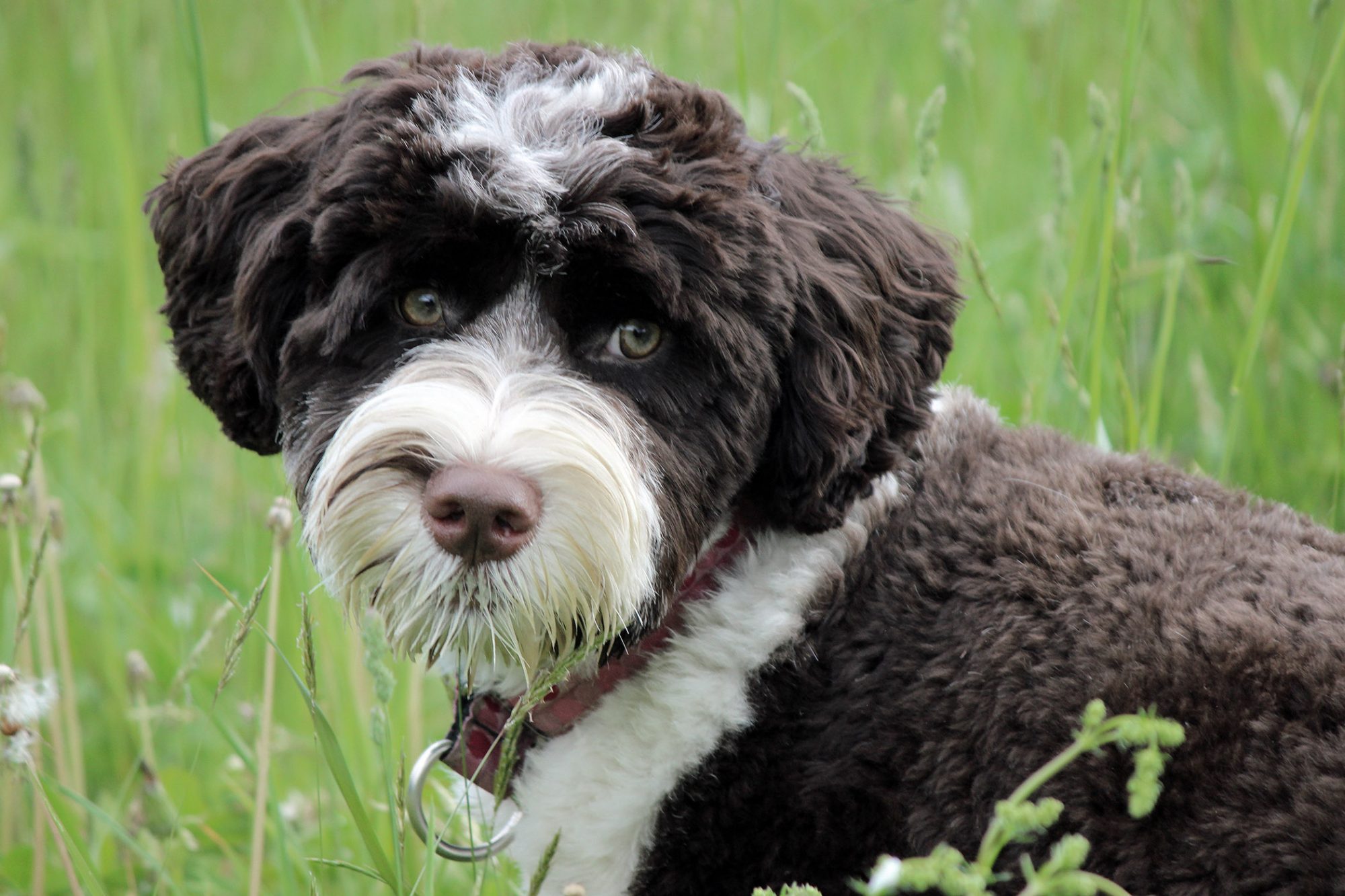 ポーチュギ－ズ・ウォーター・ドッグ-Portuguese-Water-Dog