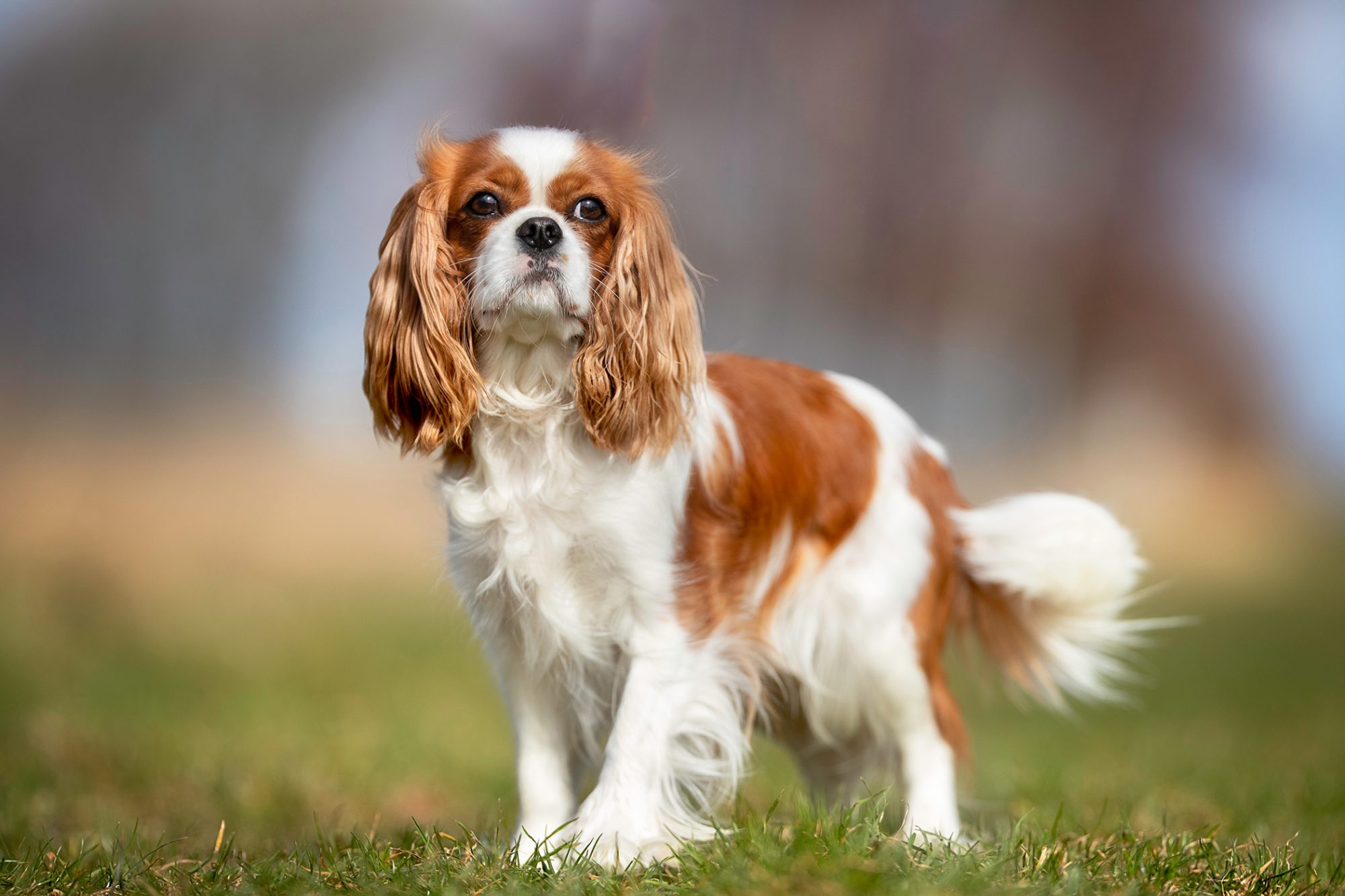 キャバリア・キング・チャールズ・スパニエル-Cavalier-King-Charles-Spaniel
