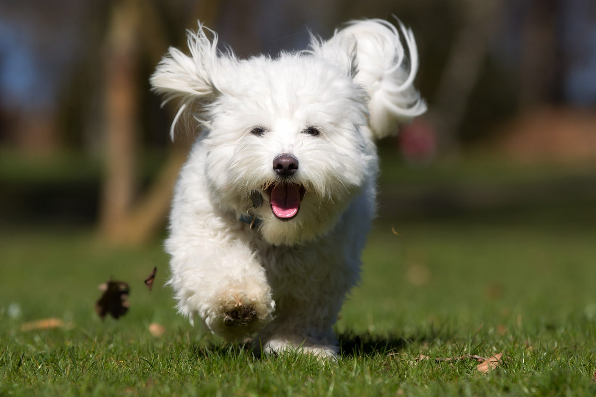 コトン・ド・テュレアール-Coton-De-Tulear