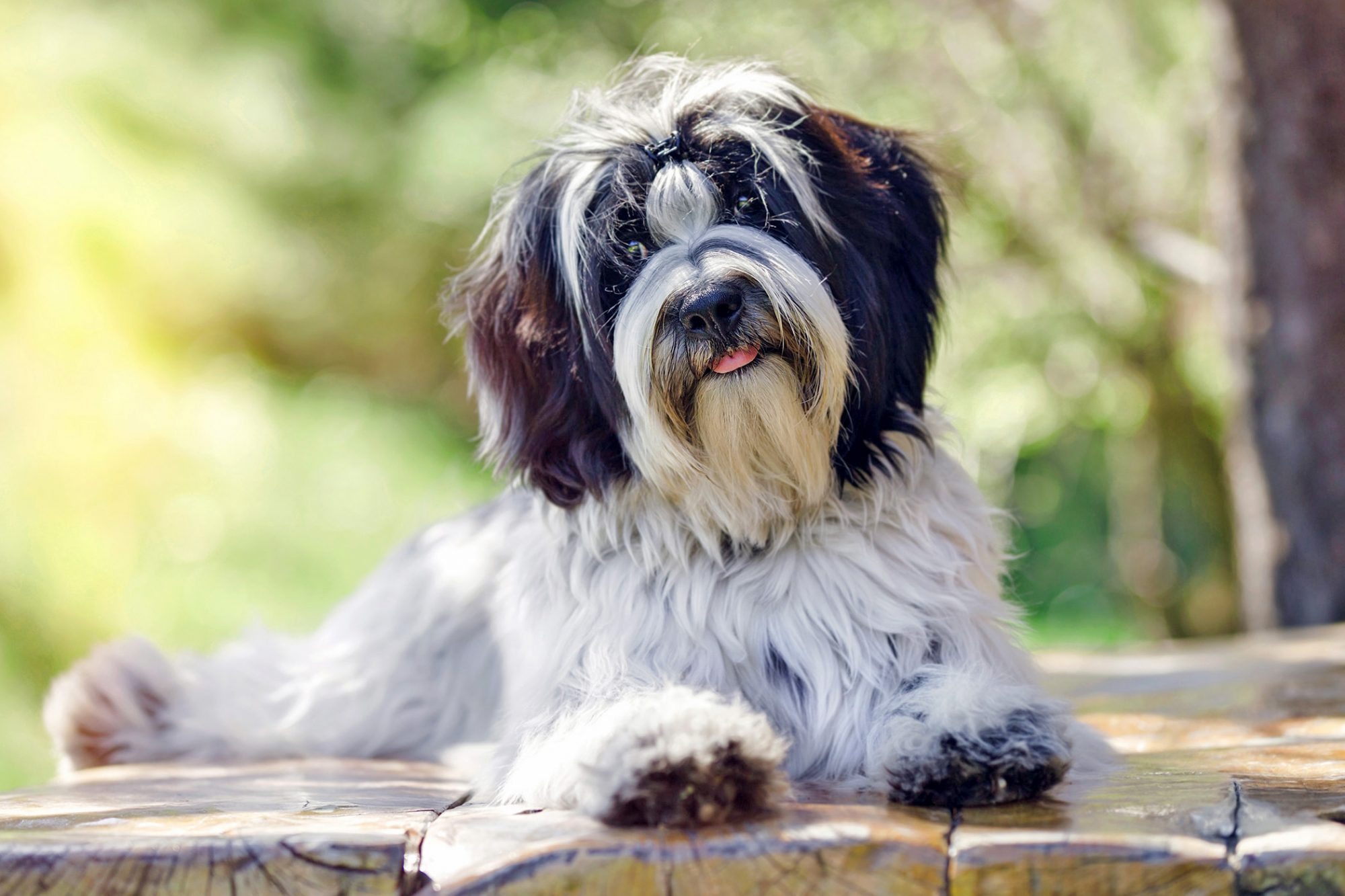 チベタン・テリア-Tibetan-Terrier