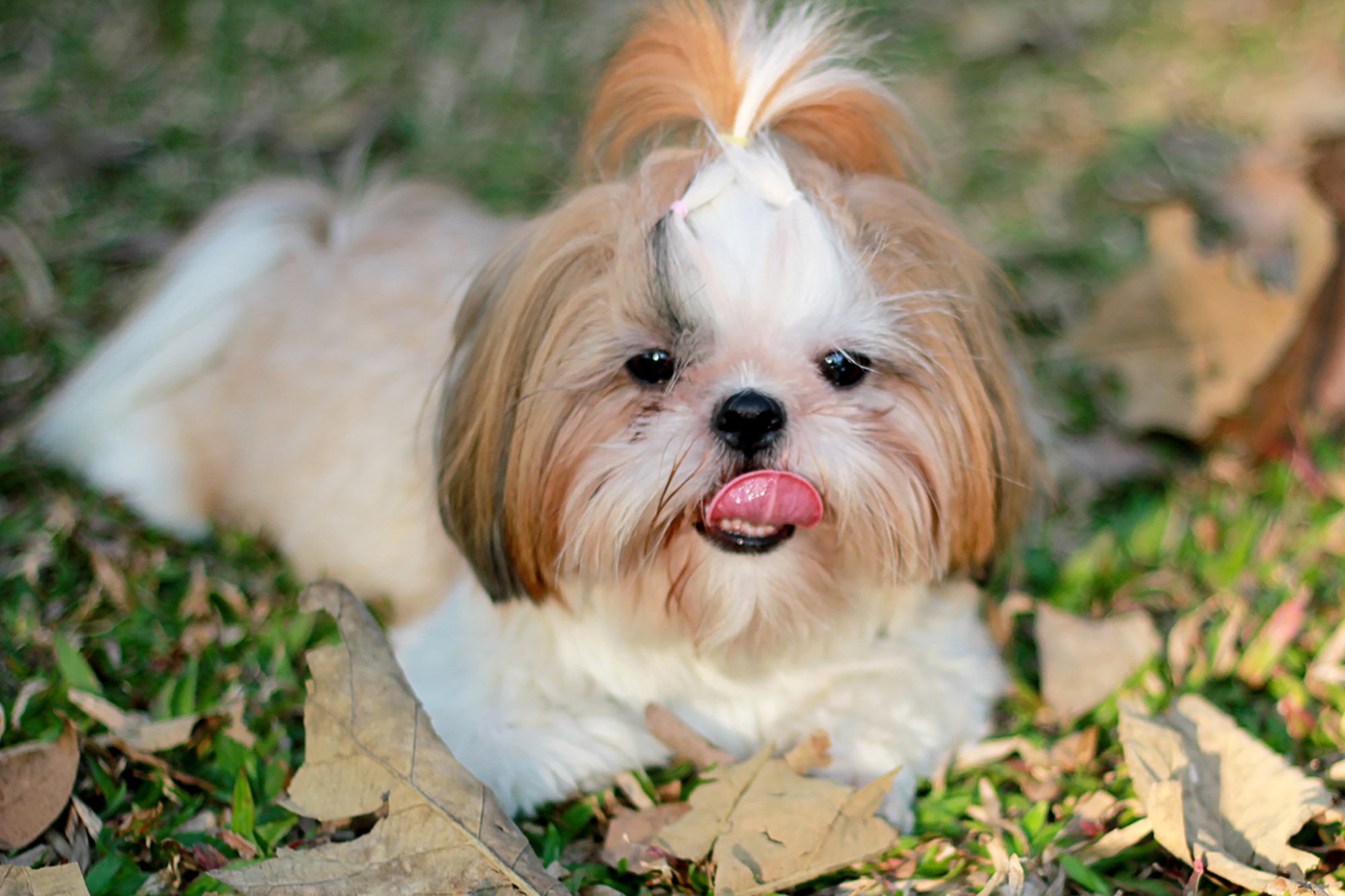シー・ズー-Shih-Tzu
