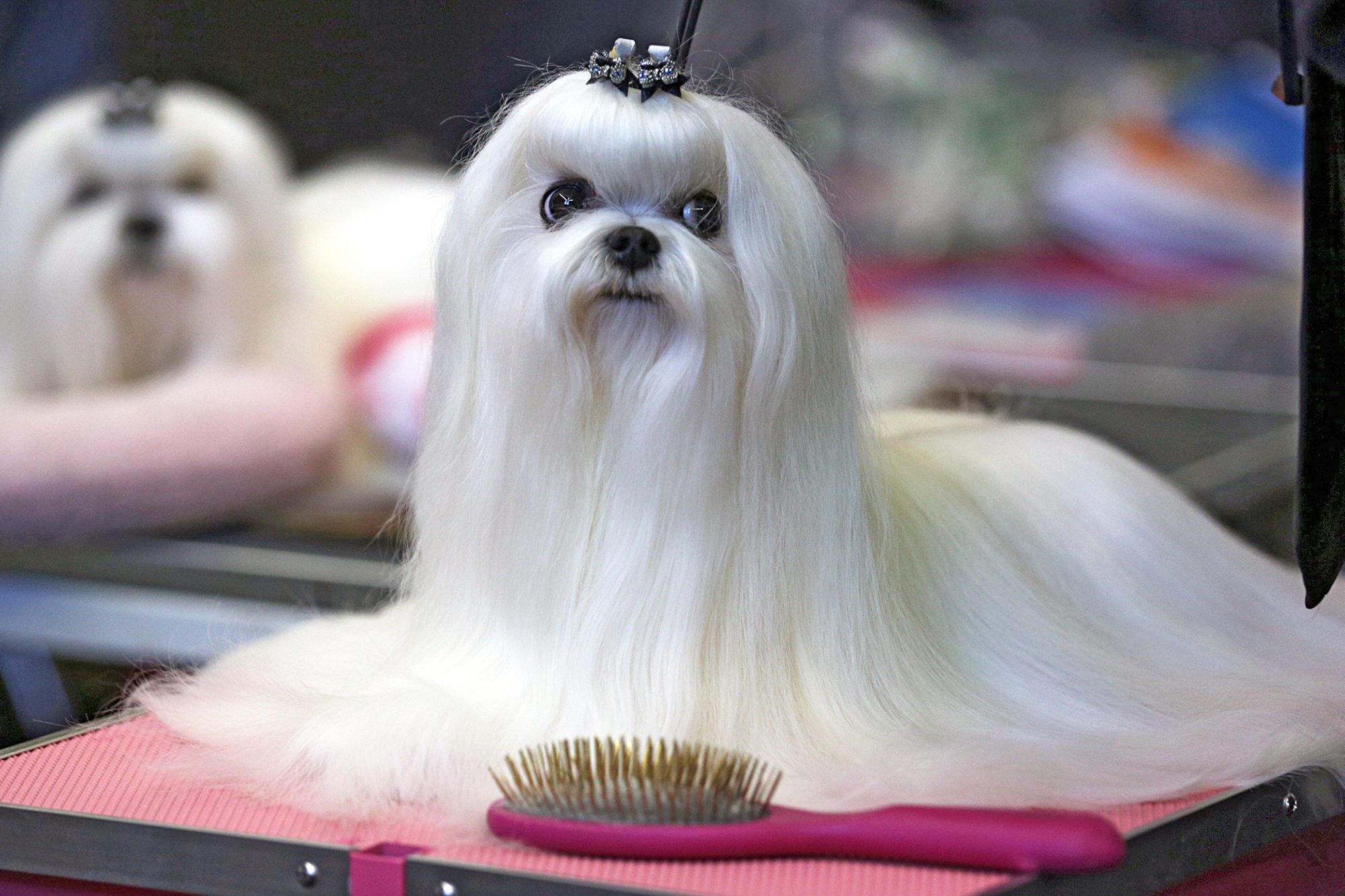 マルチーズ-Maltese