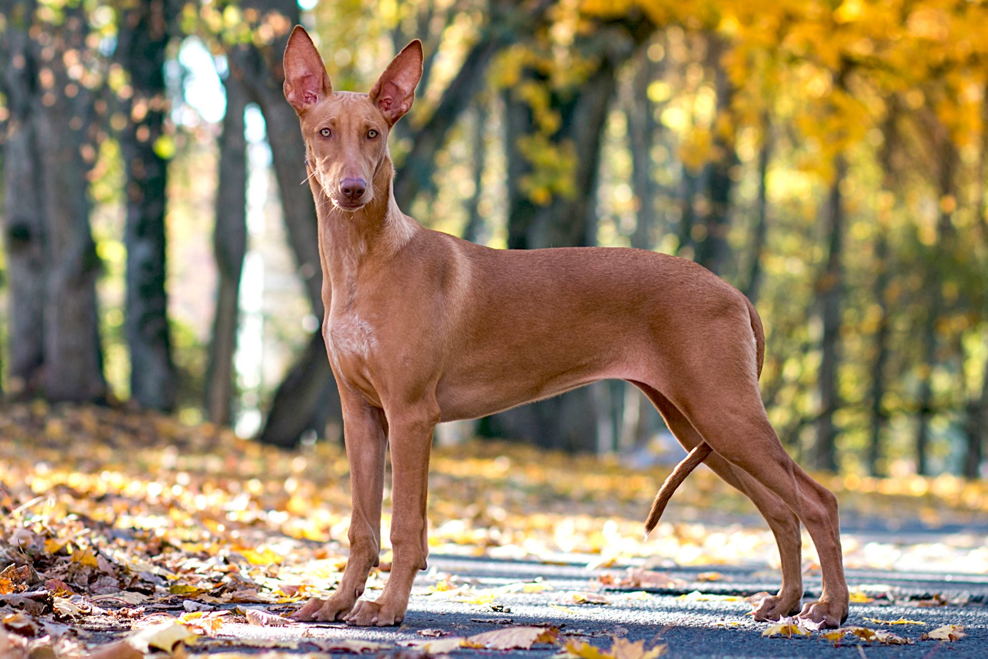 ファラオ・ハウンド - Pharaoh-Hound