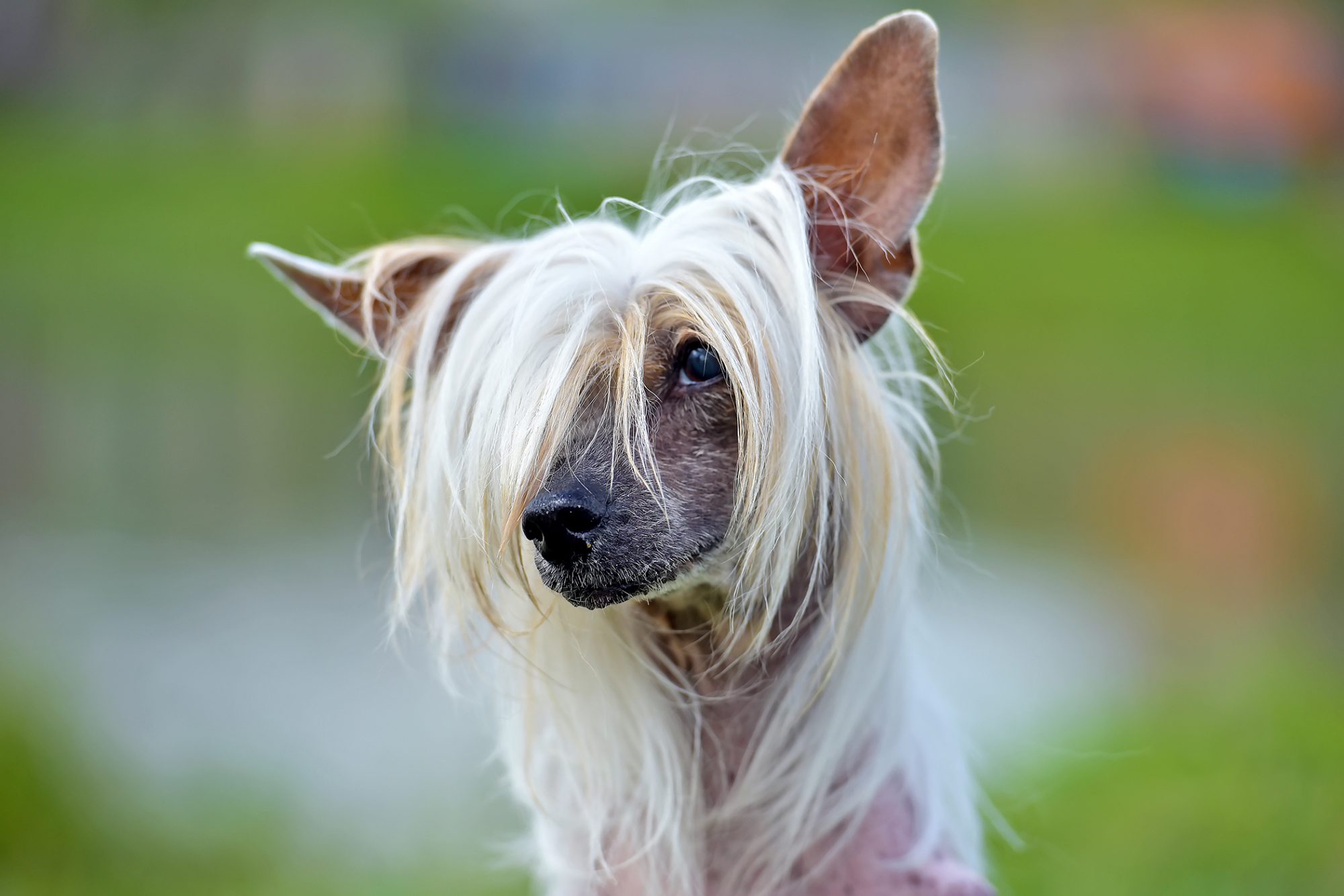 チャイニーズ・クレステッド・ドッグ-Chinese-Crested-Dog