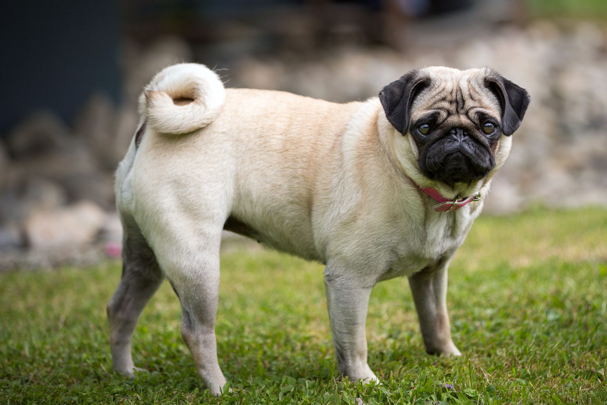 パグ-Pug