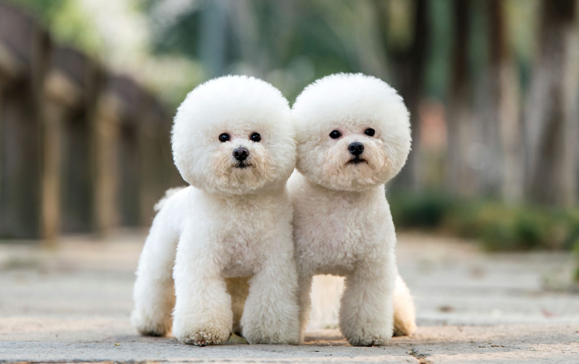 ビション・フリーゼ-Bichon-Frise