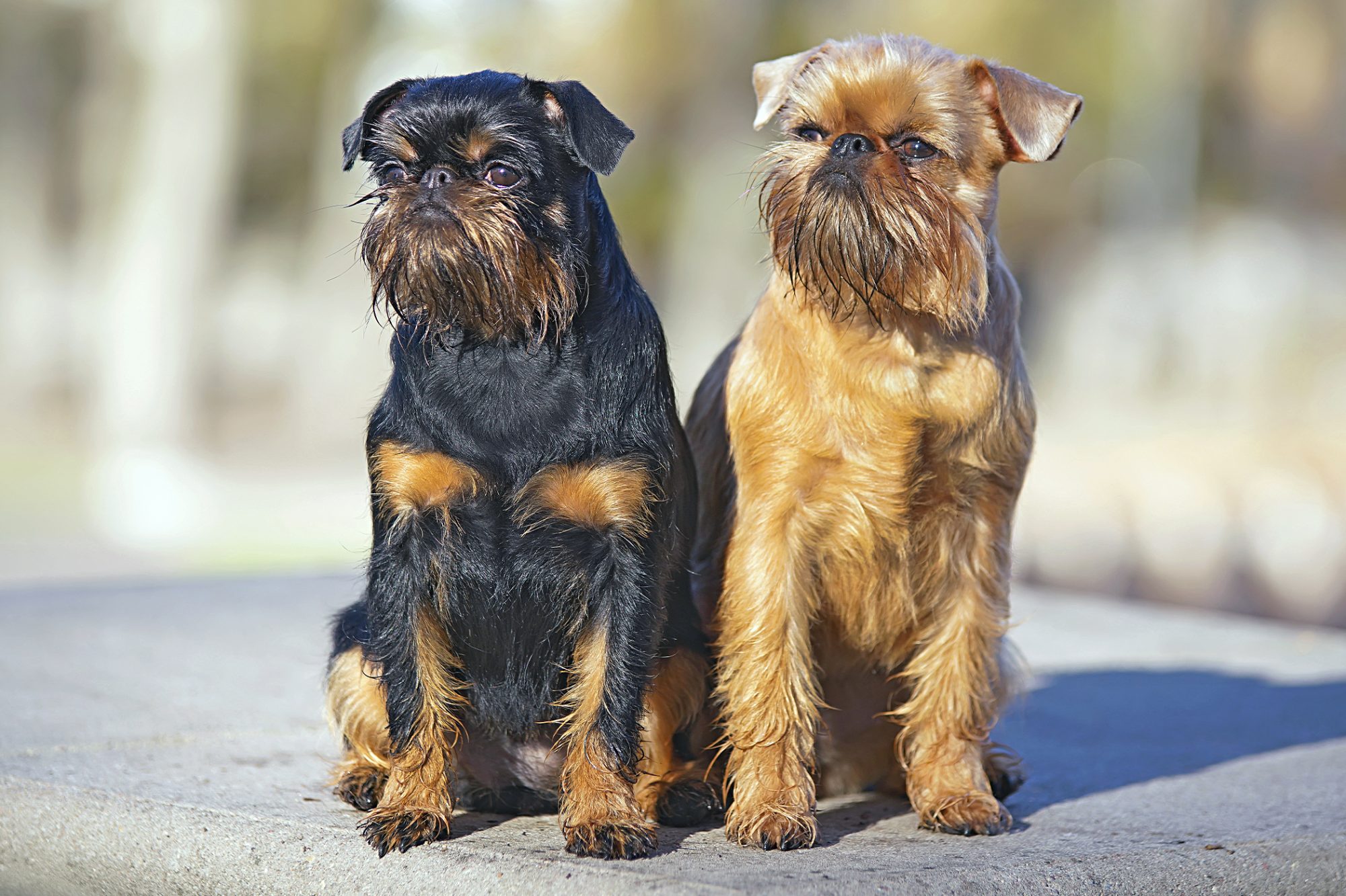 ブリュッセル・グリフォン-Brussels-Griffon