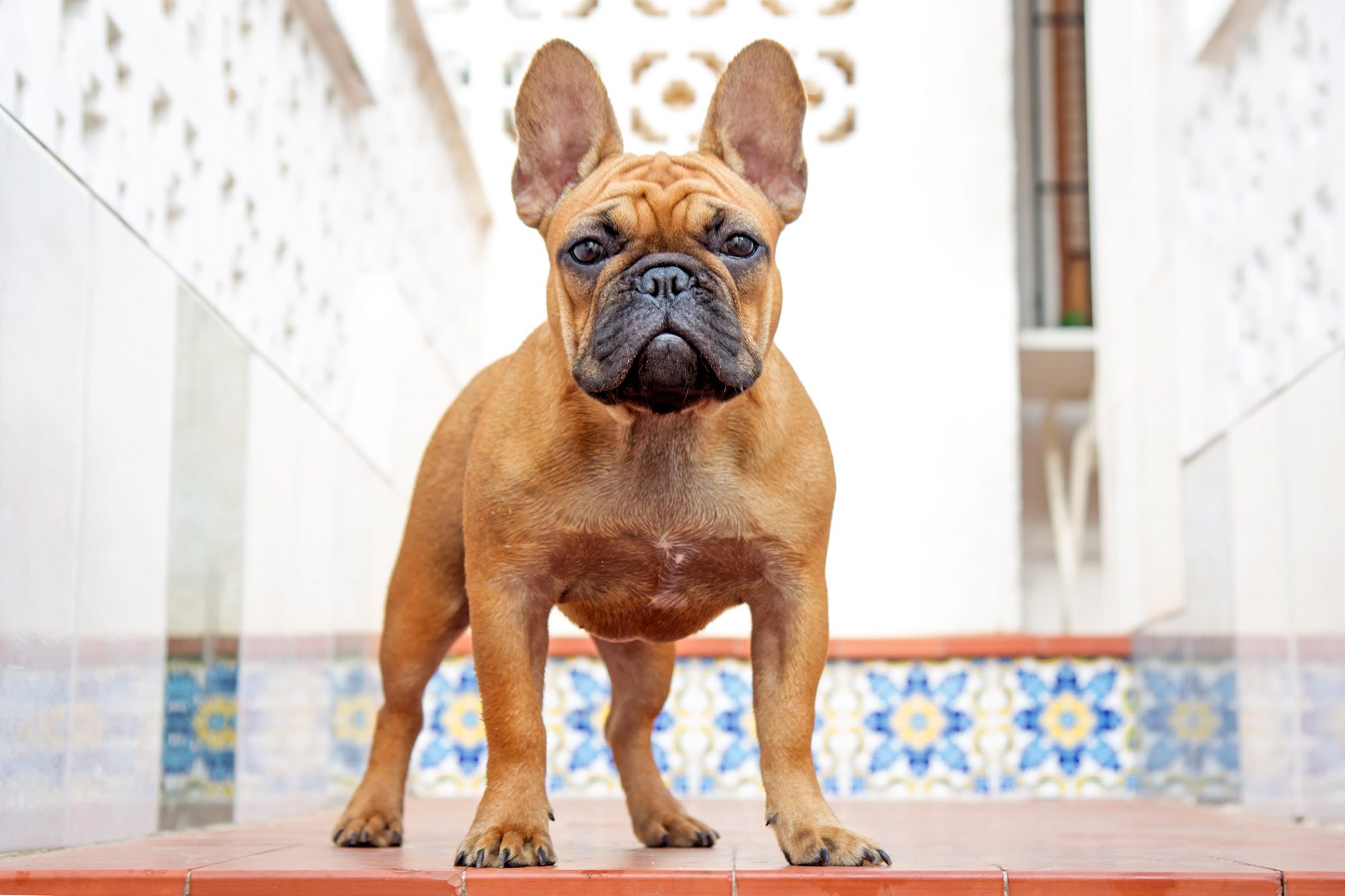 フレンチ・ブルドッグ-French-Bulldog