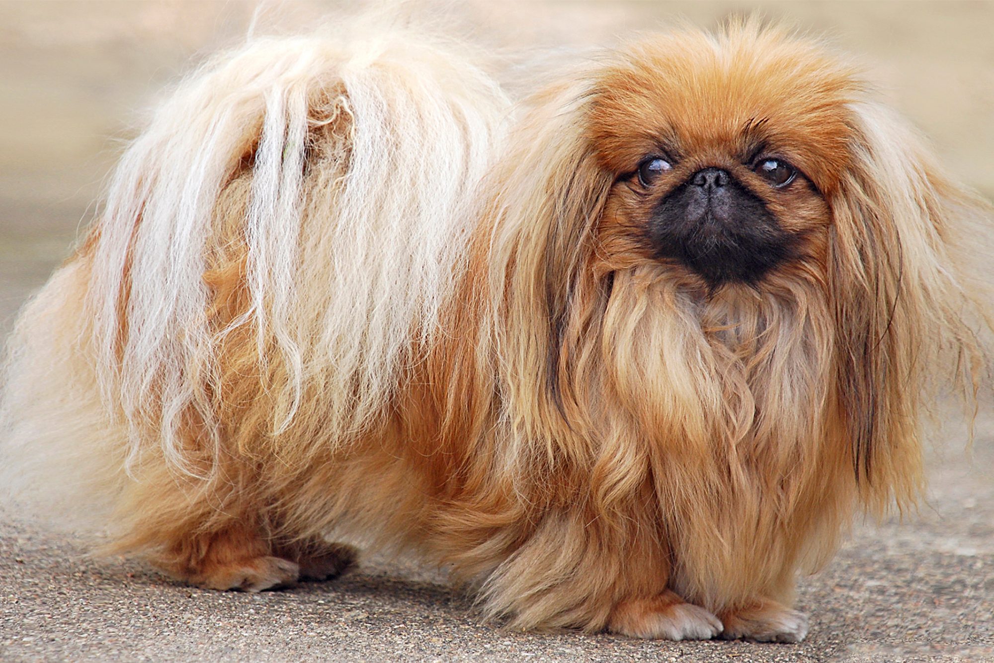 ペキニーズ-Pekingese