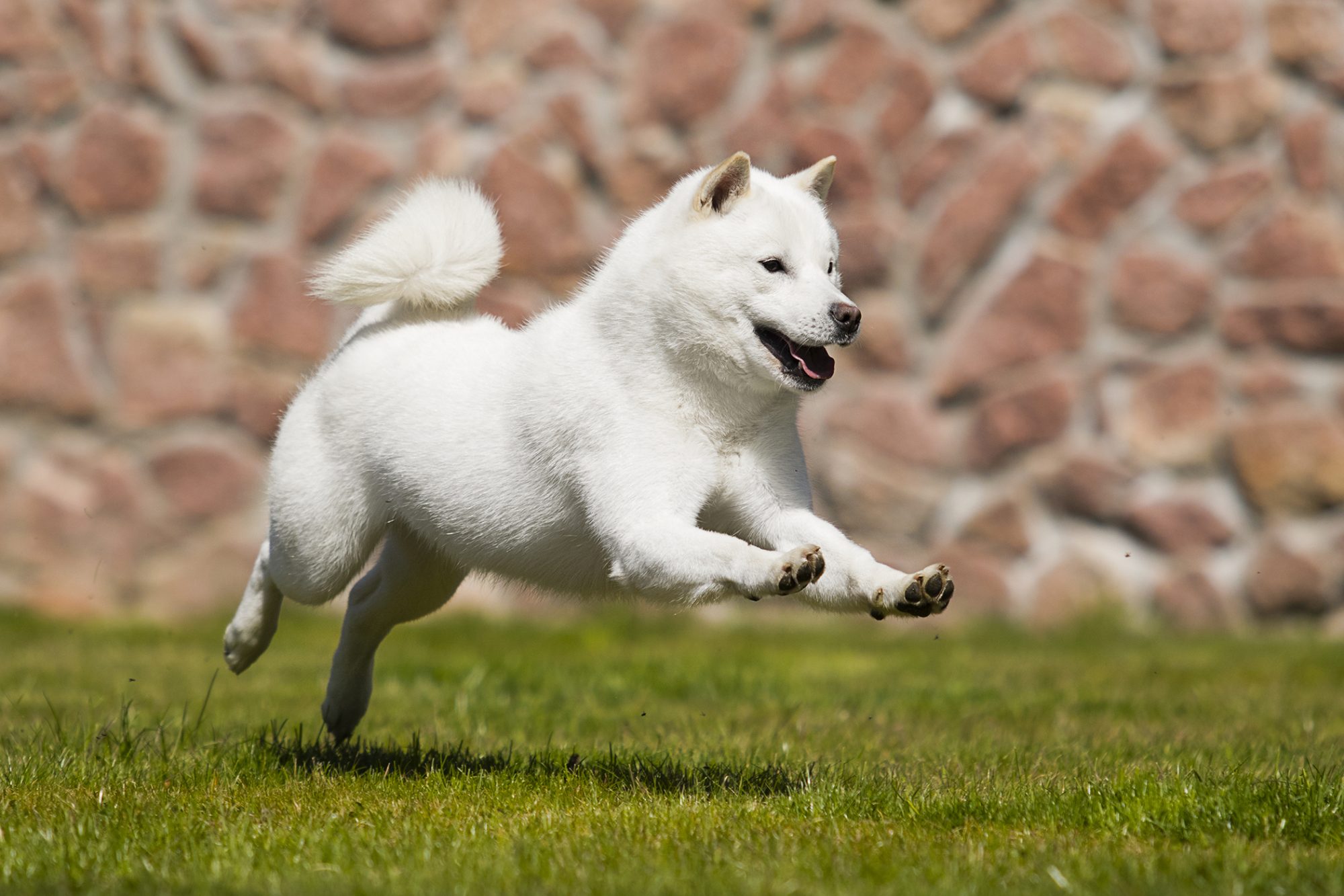 北海道犬 - Hokkaido