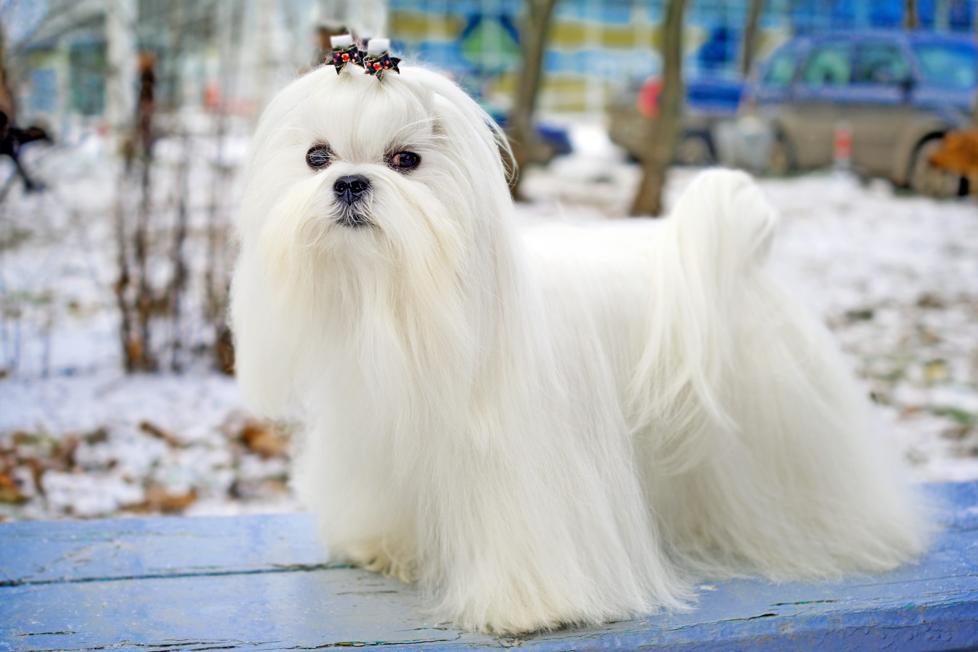 マルチーズ-Maltese