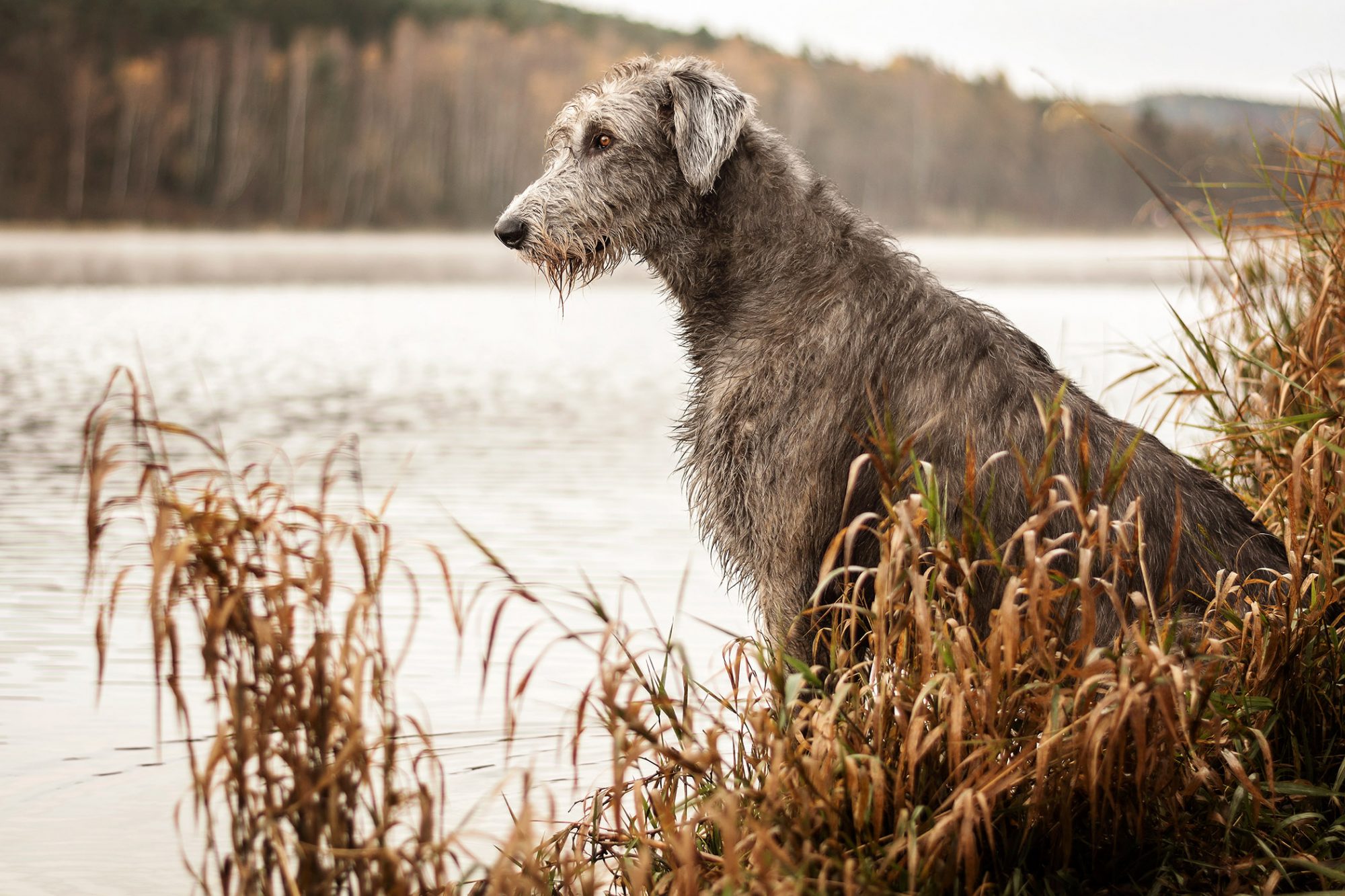 アイリッシュ・ウルフハウンド-Irish-Wolfhound