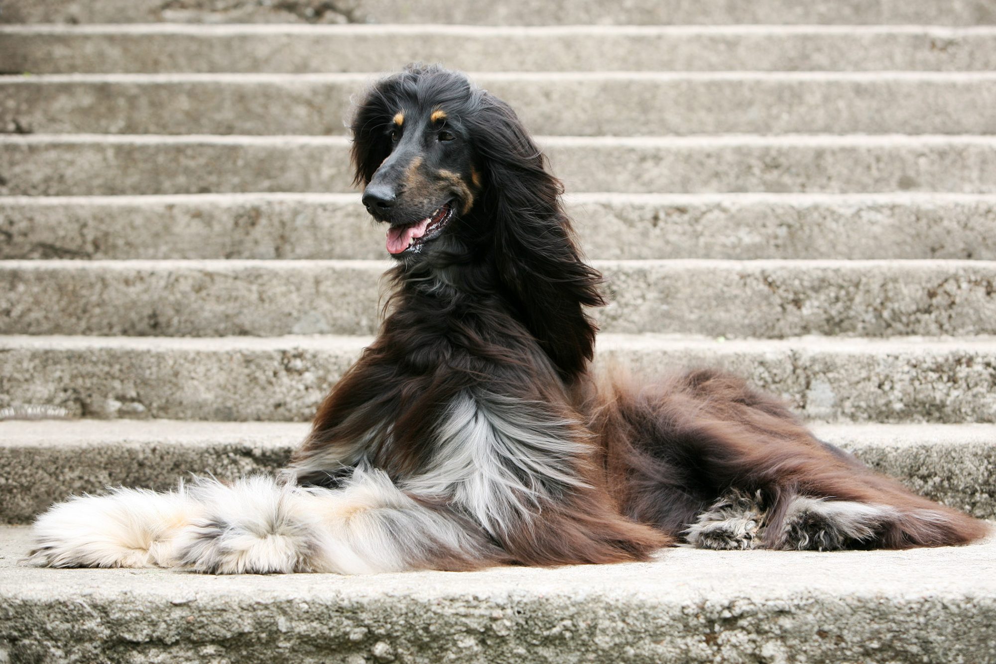 アフガン・ハウンド-Afghan-Hound
