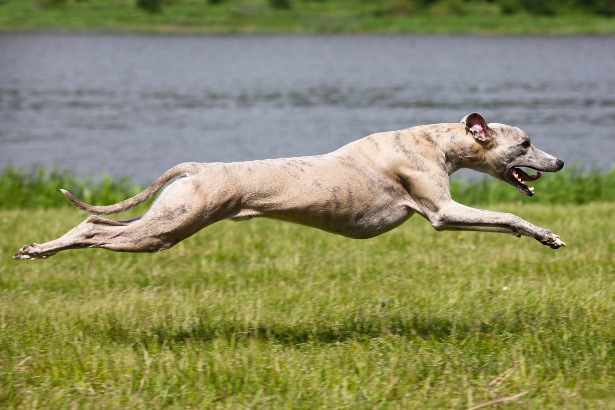ウィペット-Whippet