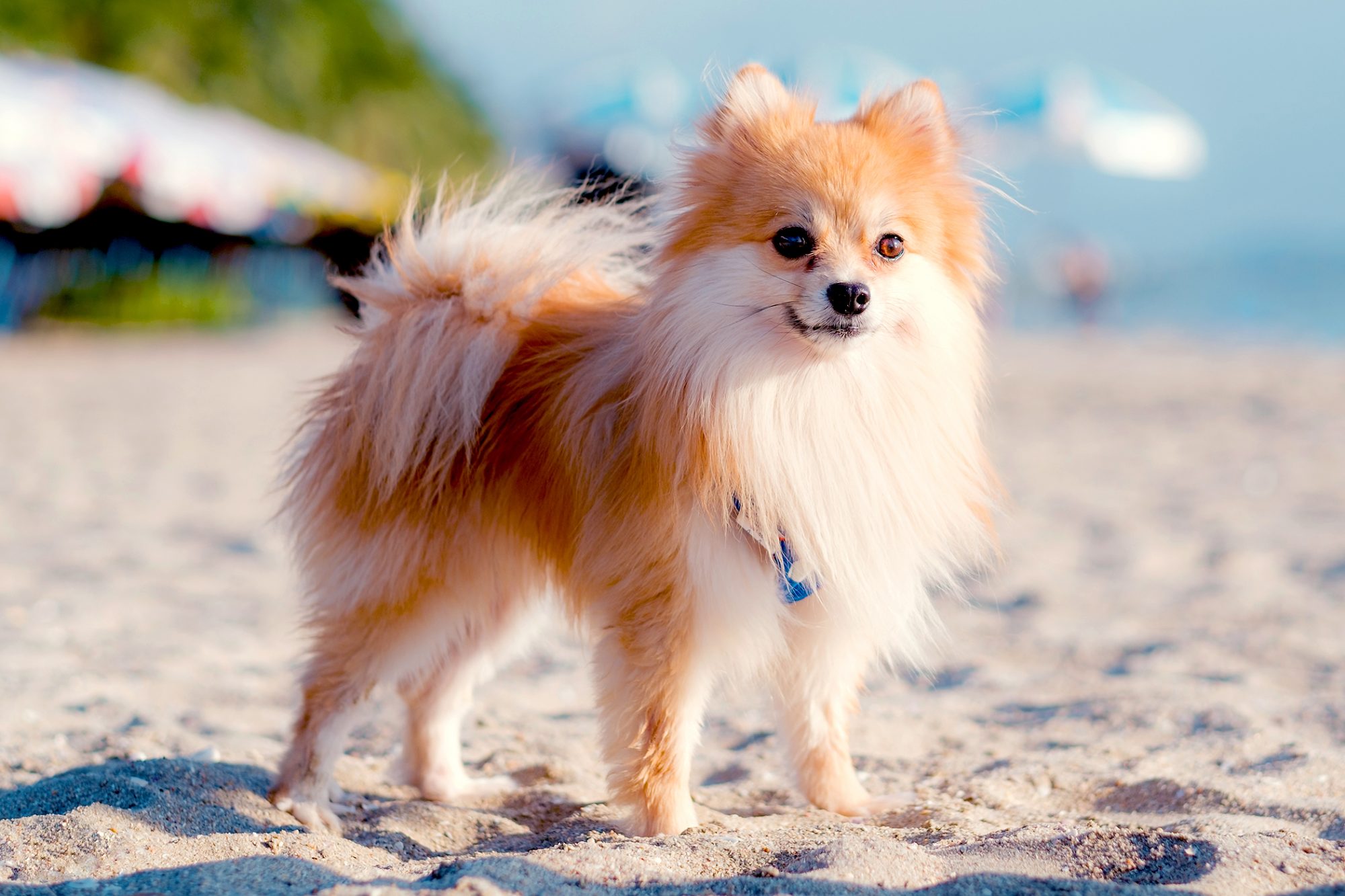 ポメラニアン - Pomeranian