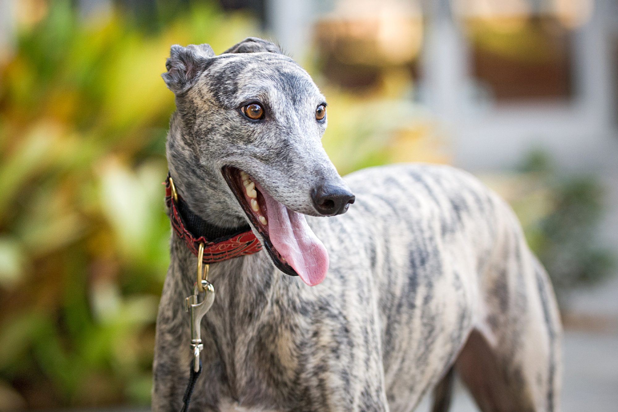 グレーハウンド-Greyhound