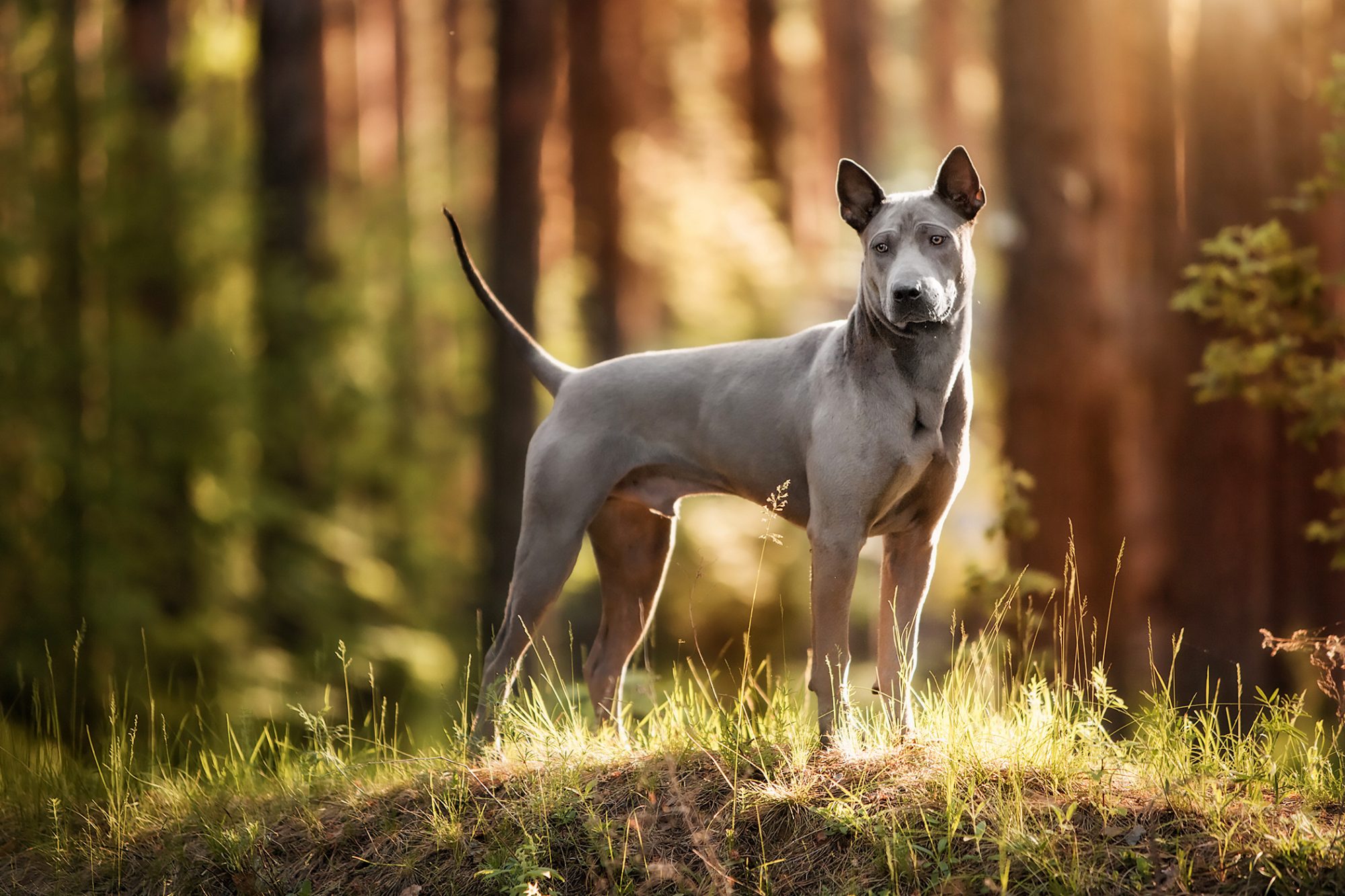 タイ・リッジバック・ドッグ - Thai-ridgeback-Dog
