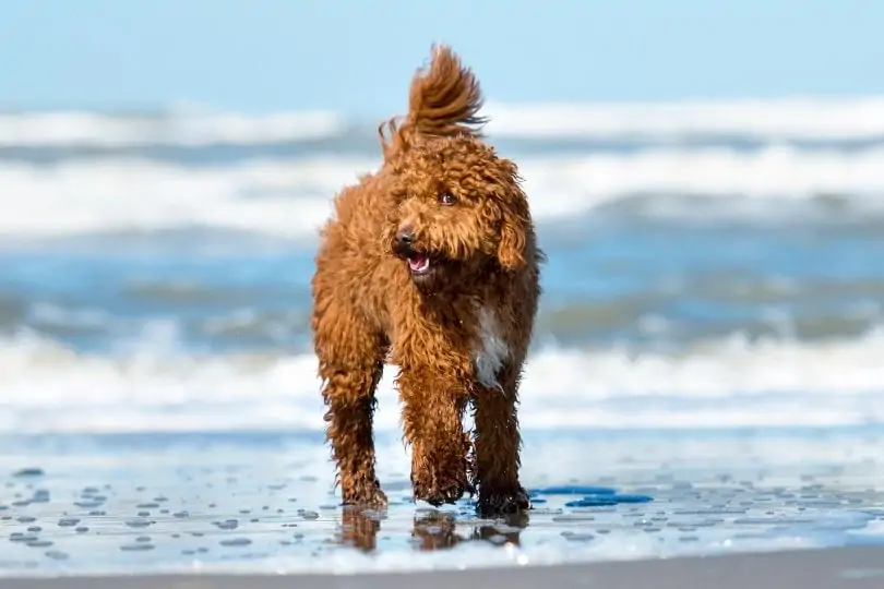 アイリッシュ・ウォーター・スパニエル - Irish-Water-Spaniel