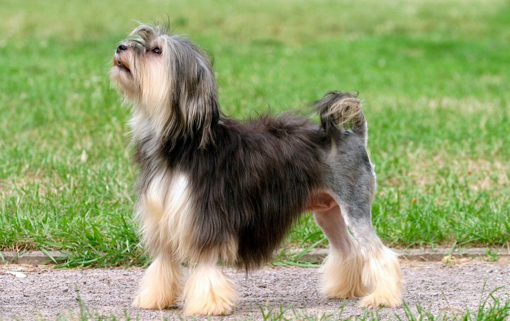 ローシェン-Lhasa-Apso