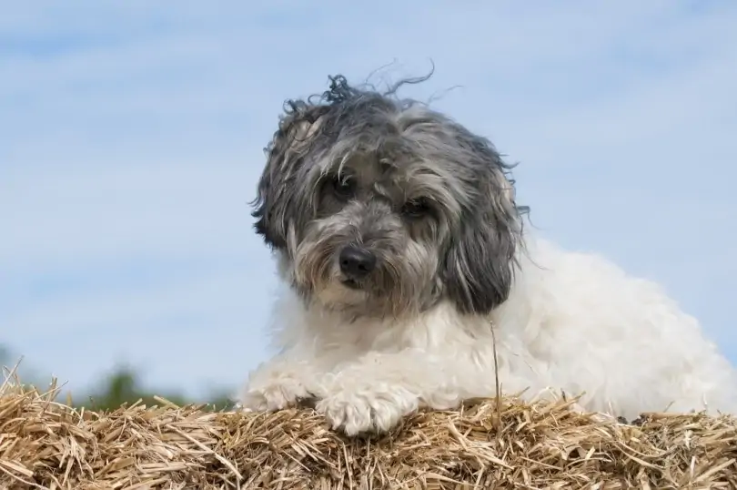 ローシェン-Lhasa-Apso