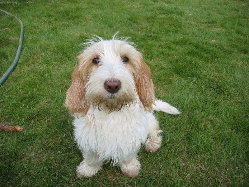 プチ・バセット・グリフォン・バンデーン - Petit-Basset-Griffon-Vendeen