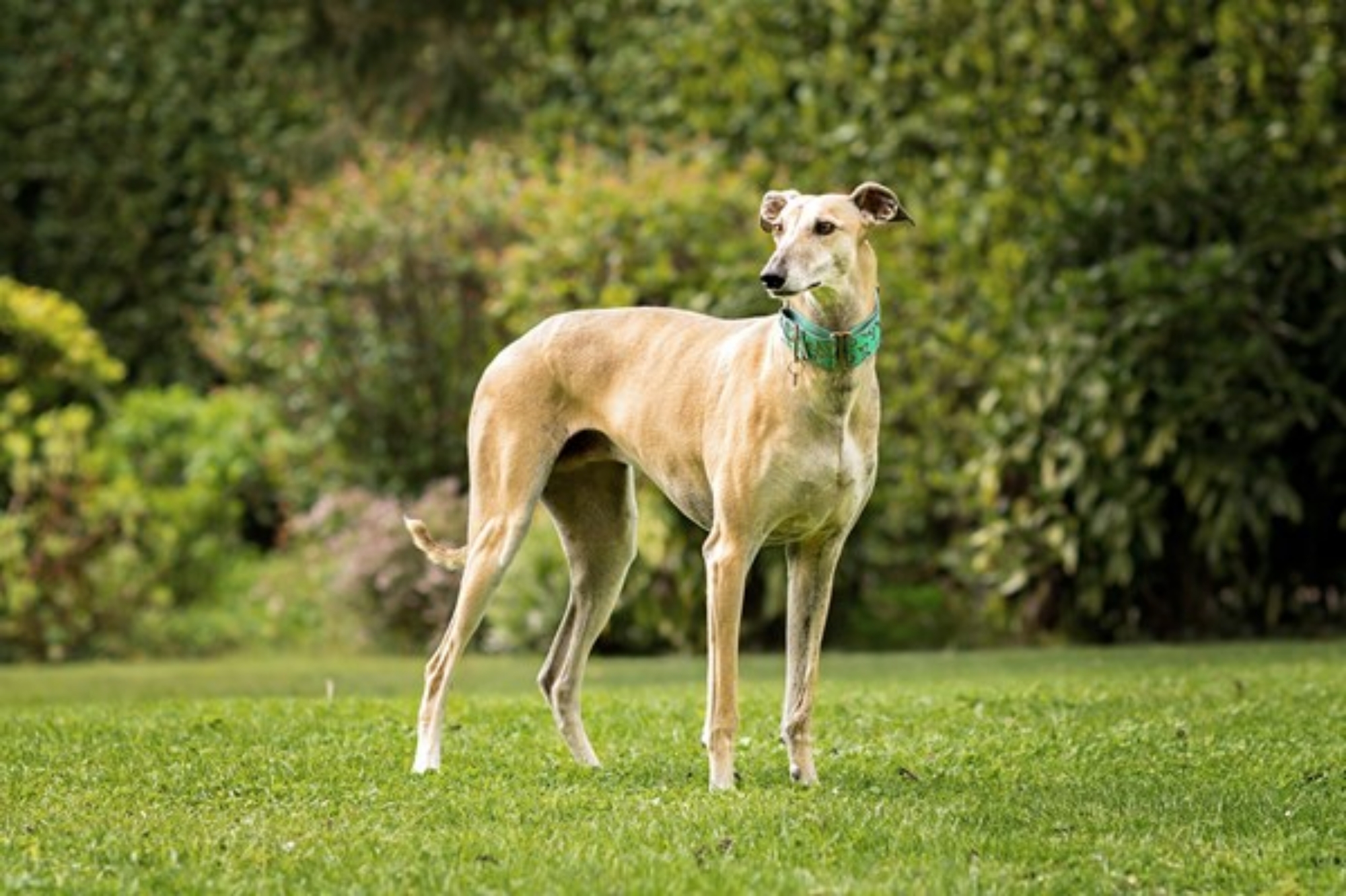 スパニッシュ・グレーハウンド-Spanish-Greyhound
