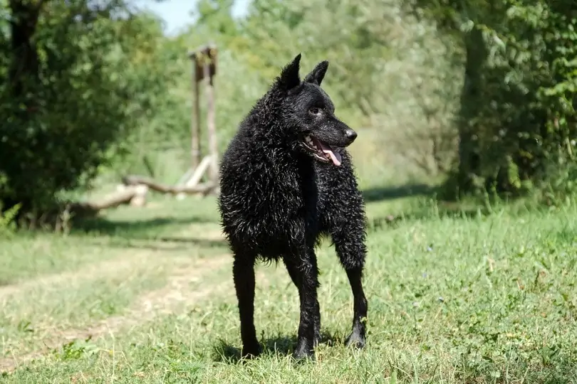 クロアチアン・シープドッグ - croatian-sheepdog