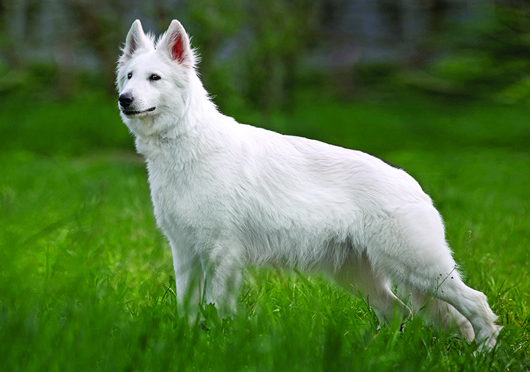 ホワイト･スイス･シェパード・ドッグ - white-swiss-shepherd-dog