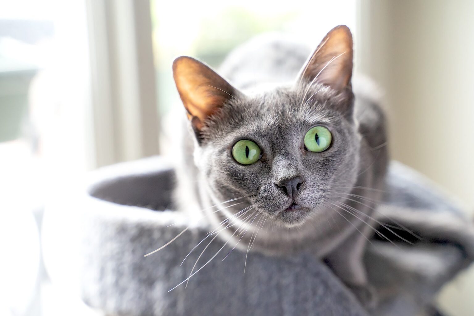 【コラット】性格・寿命・値段などまとめ! - 猫の種類図鑑