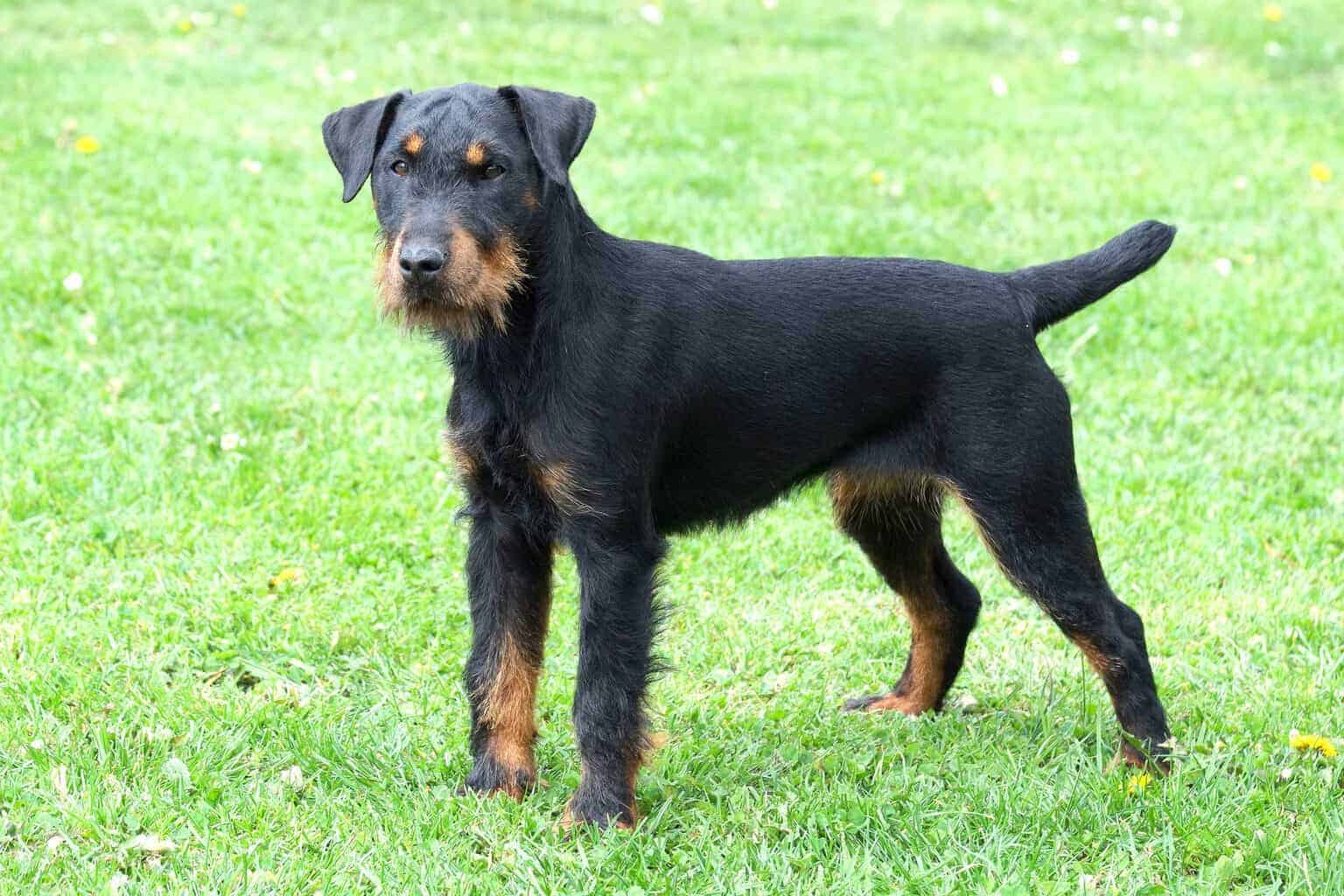 ジャーマン・ハンティング・テリア - german-hunting-terrier