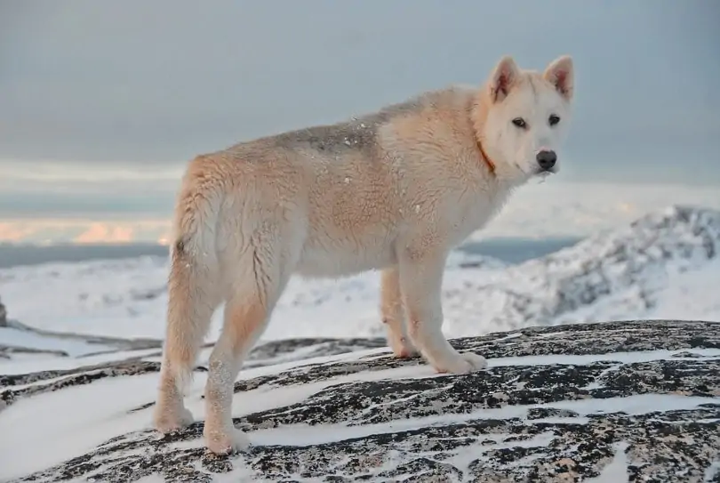 グリーンランド・ドッグ - Greenland-Dog