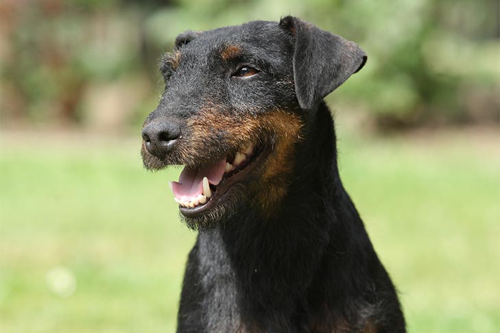 ジャーマン・ハンティング・テリア - german-hunting-terrier