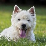 ウエスト・ハイランド・ホワイト・テリア - west-highland-white-terrier