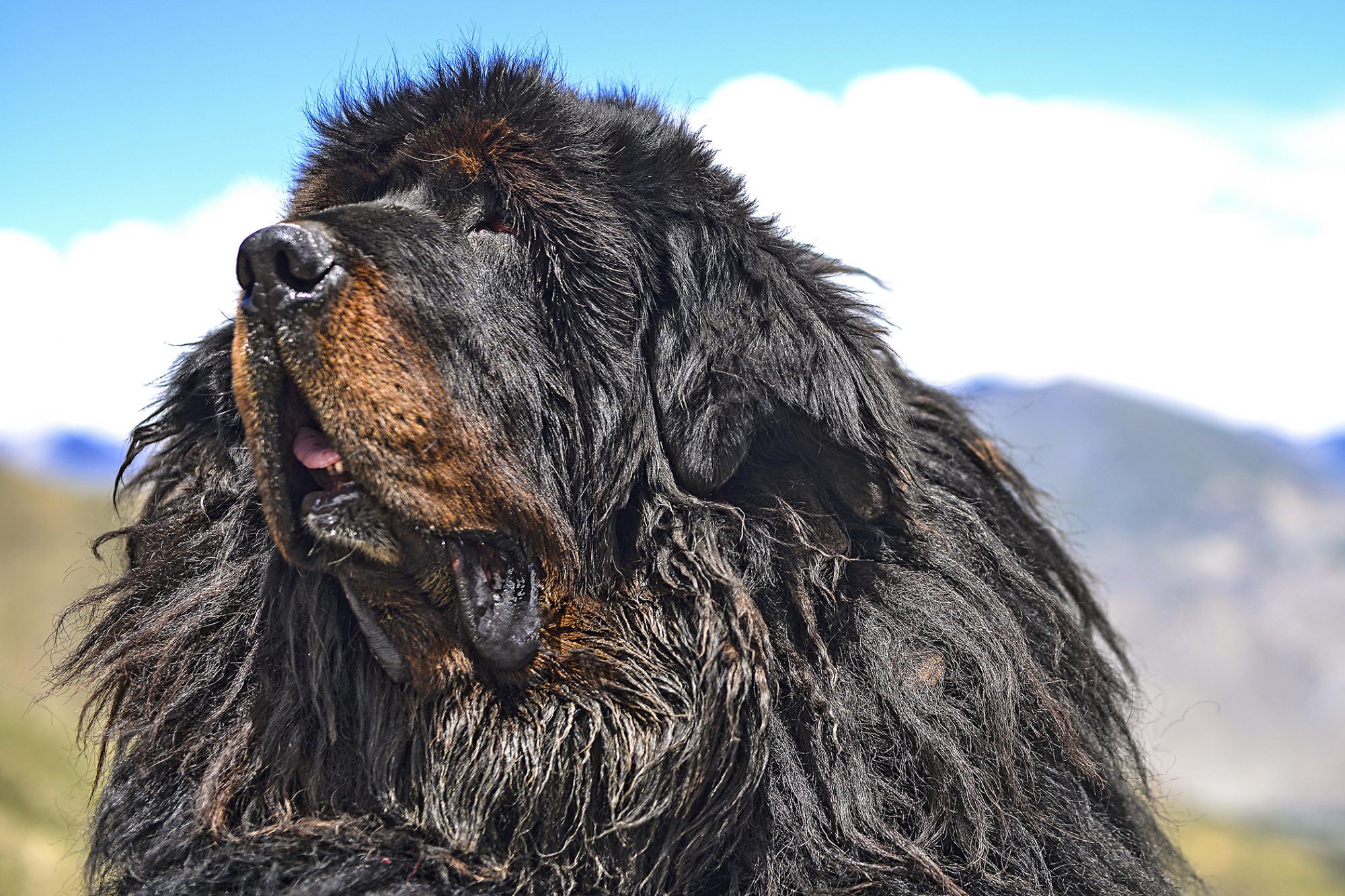 チベタン・マスティフ - tibetan-mastiff