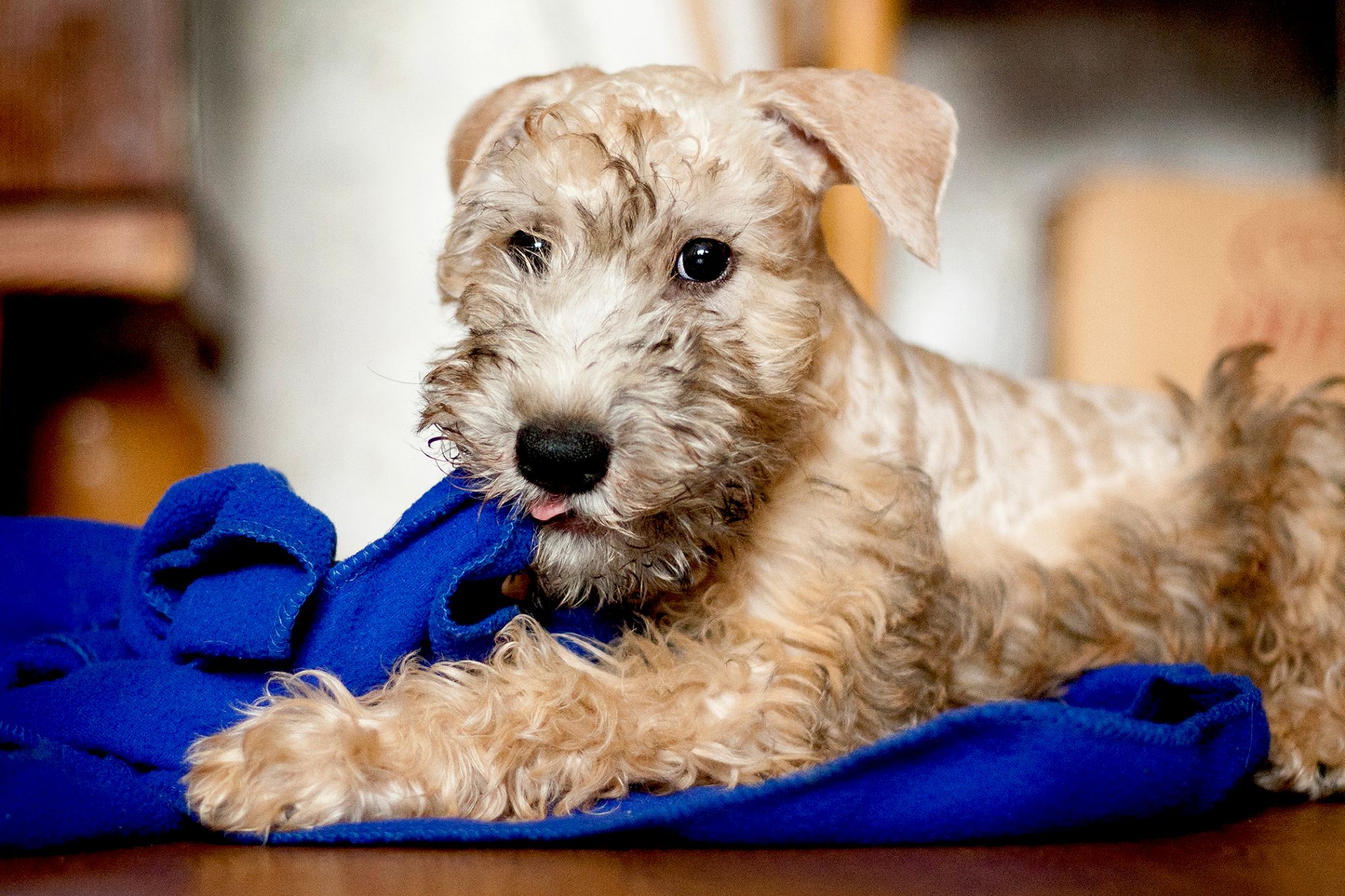 アイリッシュ・ソフトコーテッド・ウィートン・テリア - irish-softcoated-wheaten-terrier