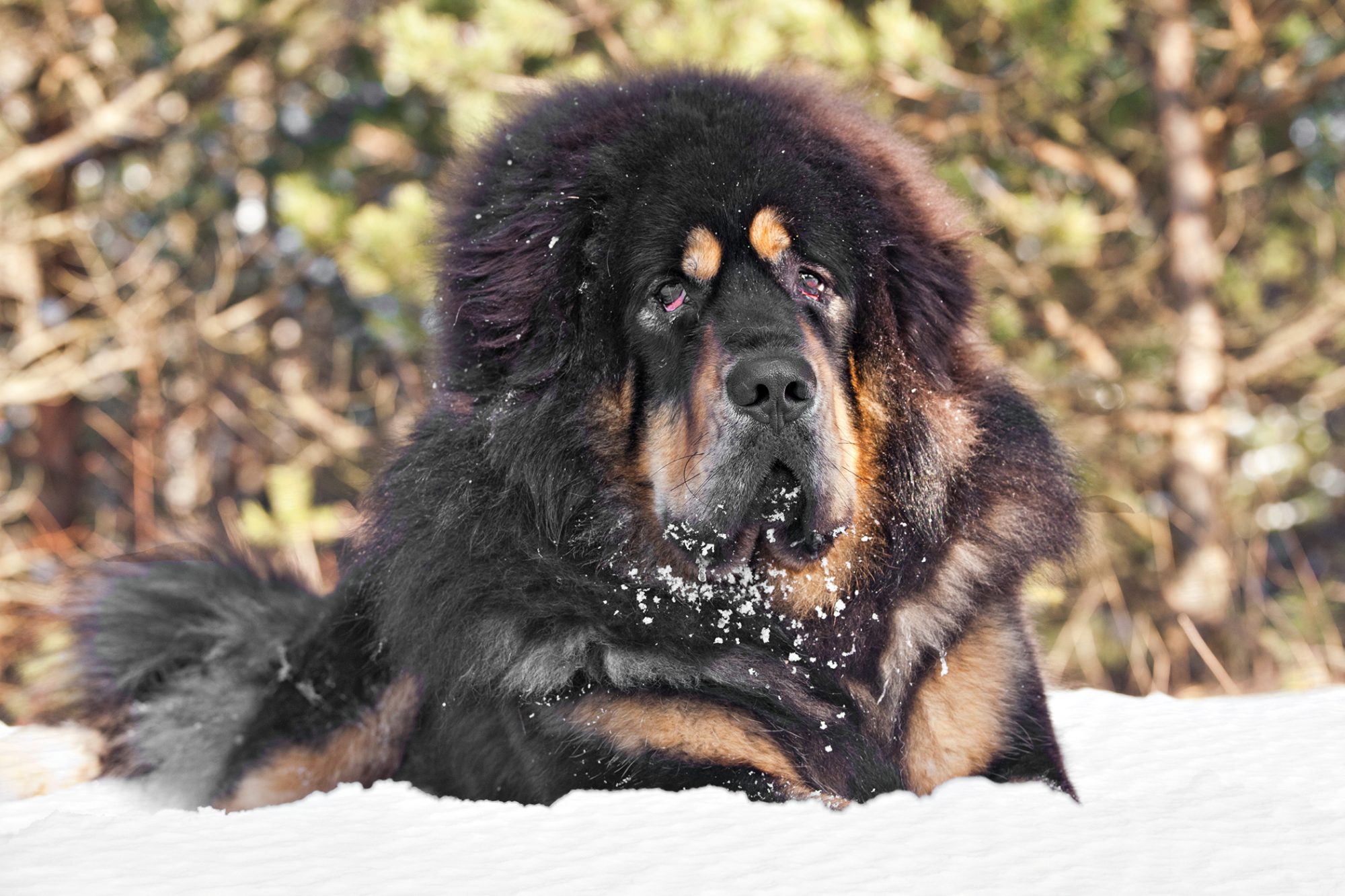 チベタン・マスティフ - tibetan-mastiff