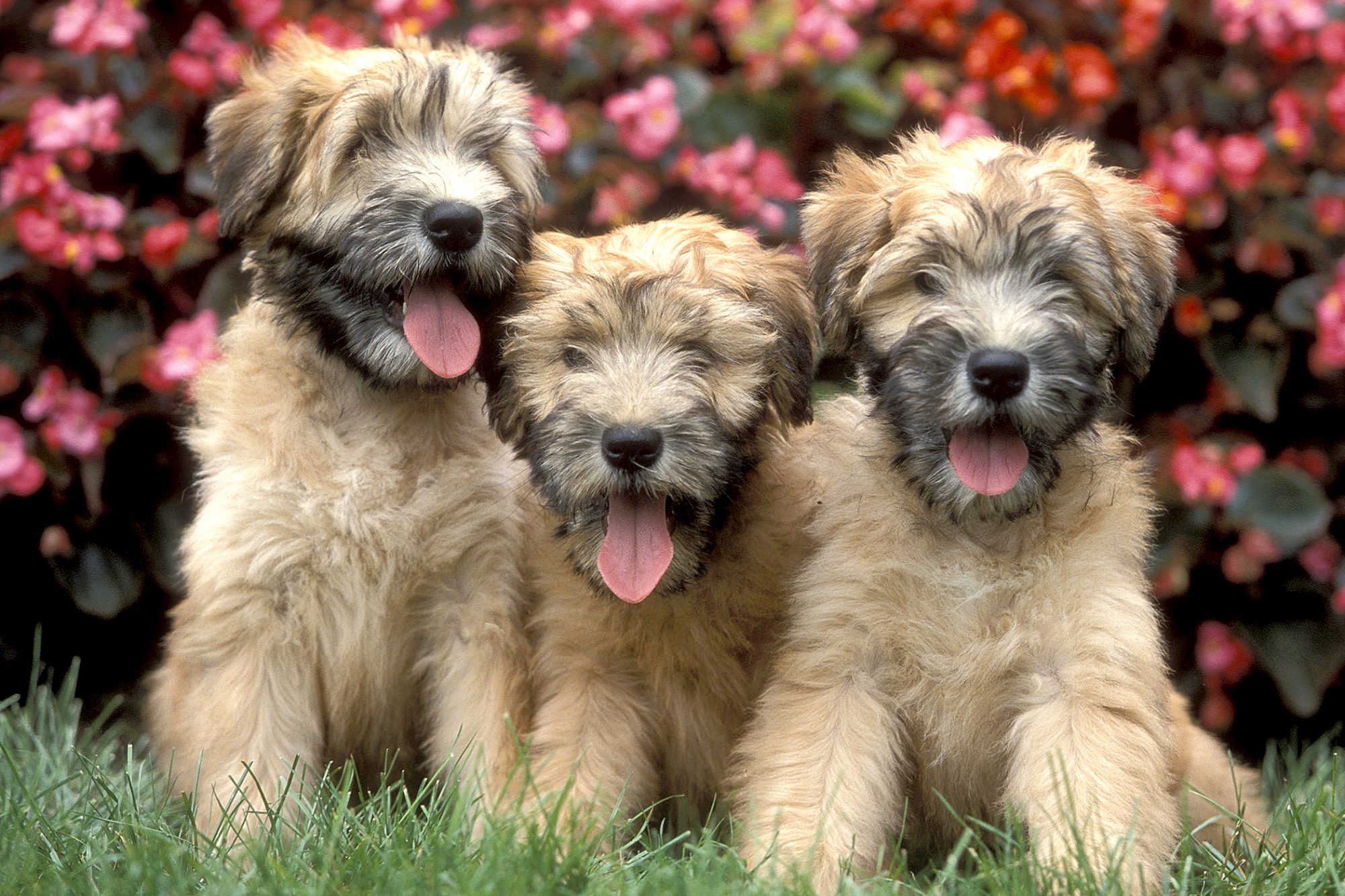 アイリッシュ・ソフトコーテッド・ウィートン・テリア - irish-softcoated-wheaten-terrier