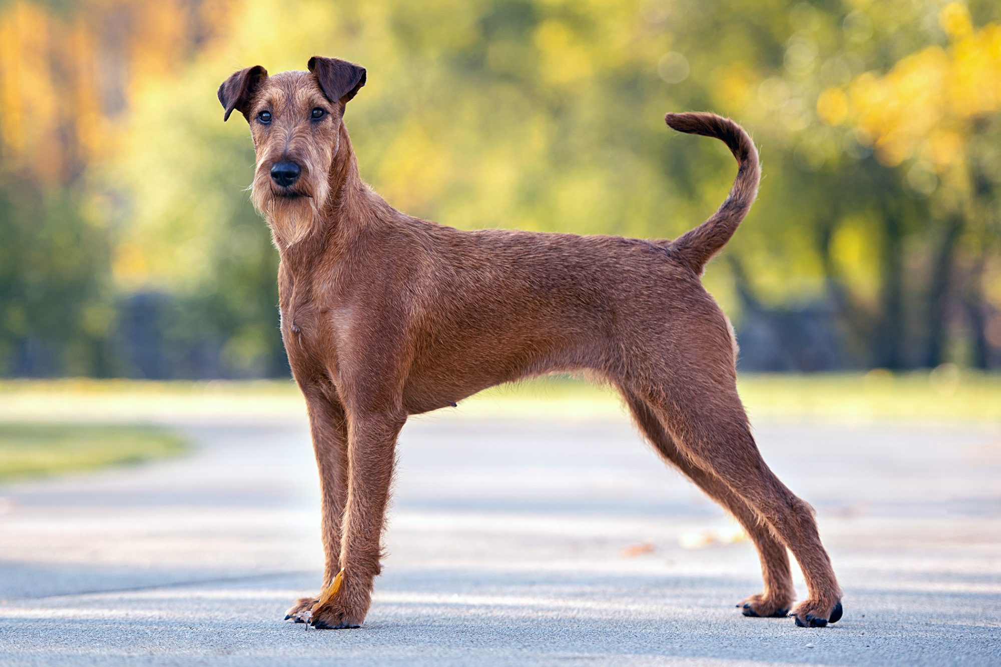 アイリッシュ・テリア - irish-terrier