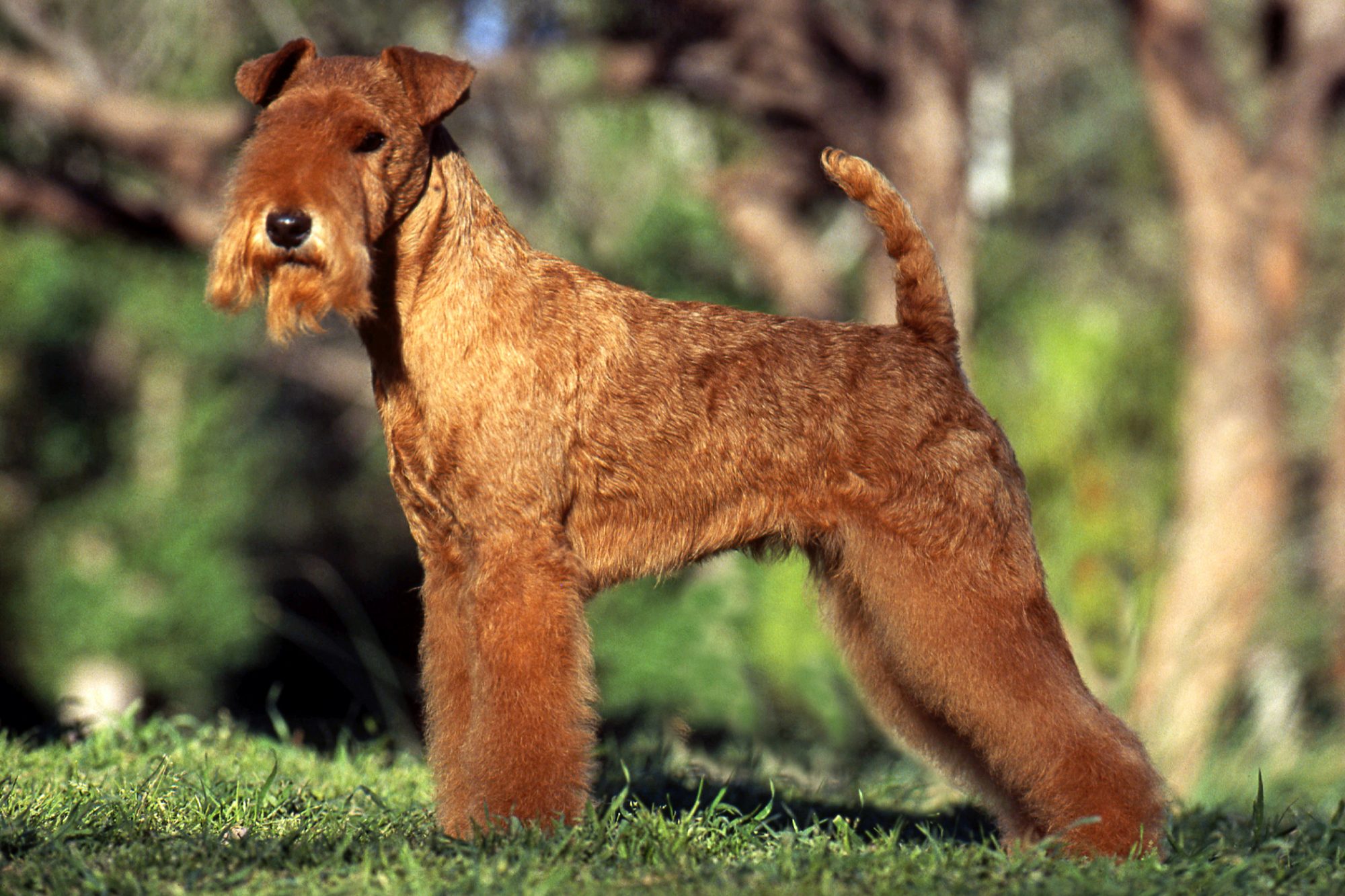 レークランド・テリア - lakeland-terrier
