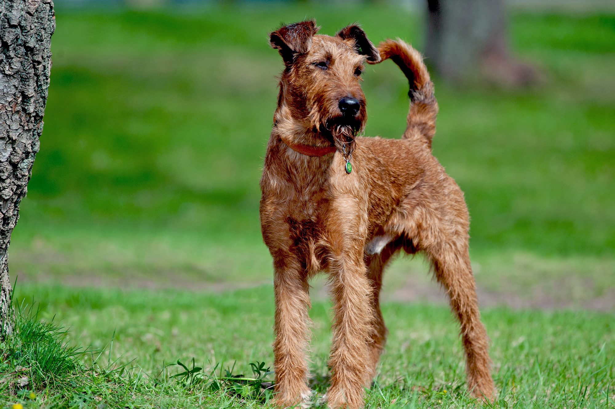 アイリッシュ・テリア - irish-terrier